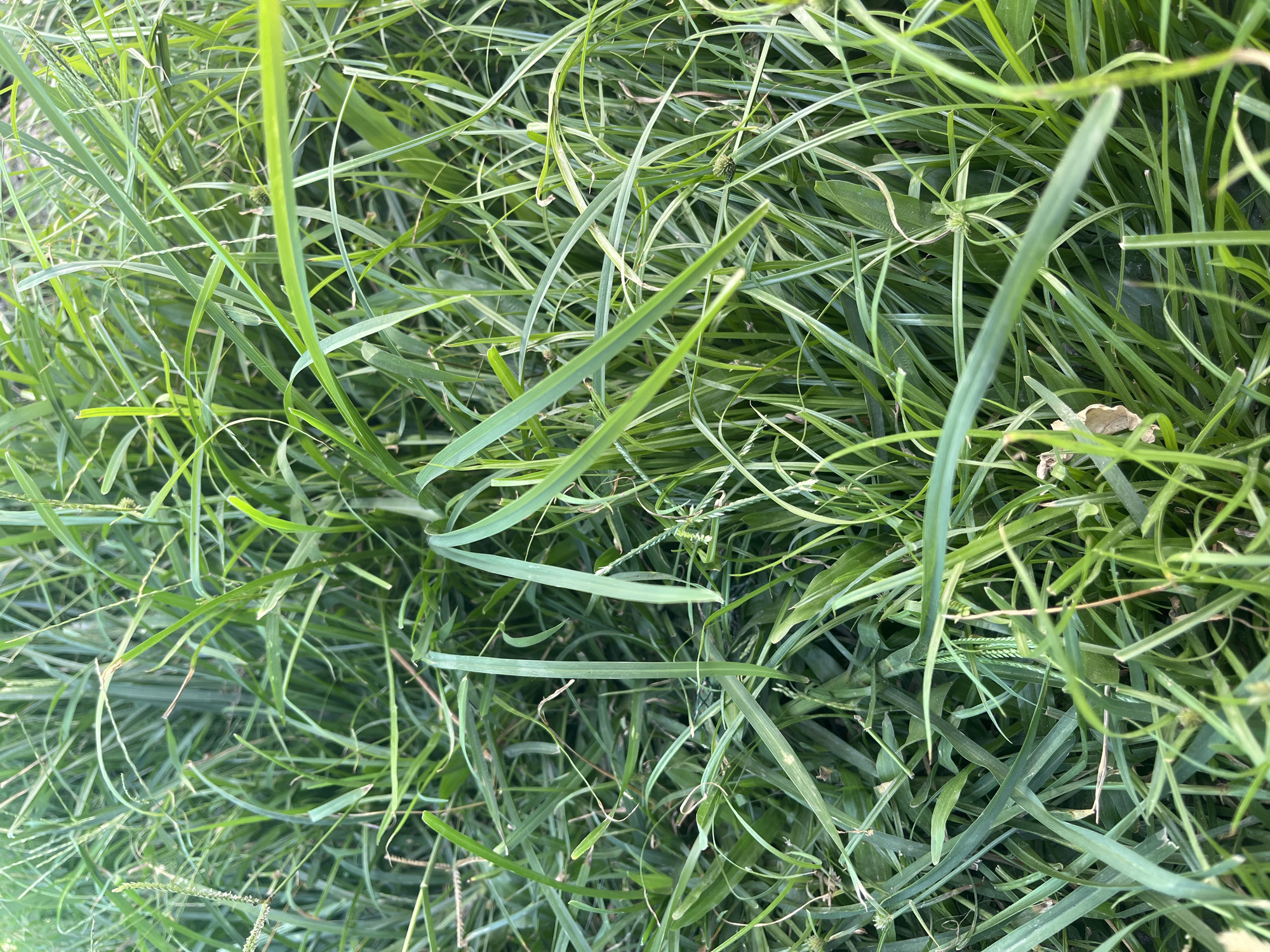 The image shows a close-up view of lush green grass. The blades of grass are varied in length and thickness, with some appearing more upright and others lying flatter. There are subtle variations in the shades of green, suggesting different species or stages of growth. Scattered throughout the grass are a few brown, dried leaves, indicating natural decay. In several spots, small, round, seed-like structures are visible, appearing as small green or brown clusters among the grass. The lighting suggests it is daytime, possibly morning or late afternoon, with soft shadows cast by the grass blades. The overall impression is of an undisturbed, natural grassy area, likely in a park, field, or garden. There are no people or man-made structures visible in this close-up perspective, suggesting the focus is solely on the vegetation itself. The location of Sanana, Indonesia, implies a tropical or subtropical climate, which would support the dense and verdant growth of grass depicted.