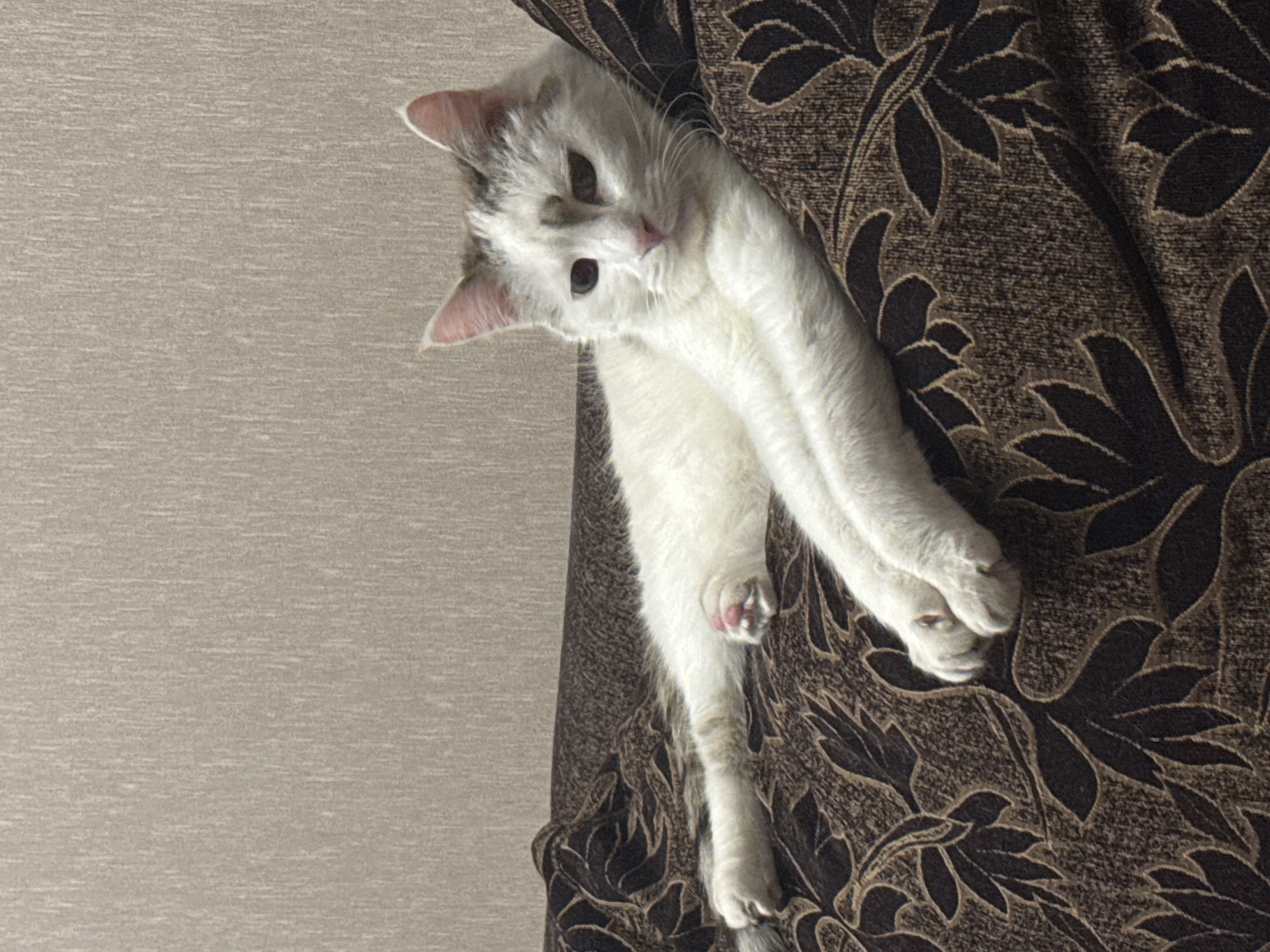 A white and grey cat is lying on a patterned brown sofa, which is placed against a textured beige wall. The cat is positioned in the lower half of the frame, facing the viewer. Its front paws are crossed and extended forward. One of the cat's hind paws is visible, with pink paw pads. The cat's eyes are partially closed, and it appears to be relaxed or sleepy. The sofa has a dark brown woven texture with a repeating pattern of stylized dark brown leaves. The wall behind the sofa is a light beige color with a subtle vertical texture. The lighting is soft, suggesting an indoor environment. There is no visible indication of the city of Bishkek, Kyrgyzstan, or any specific urban context.