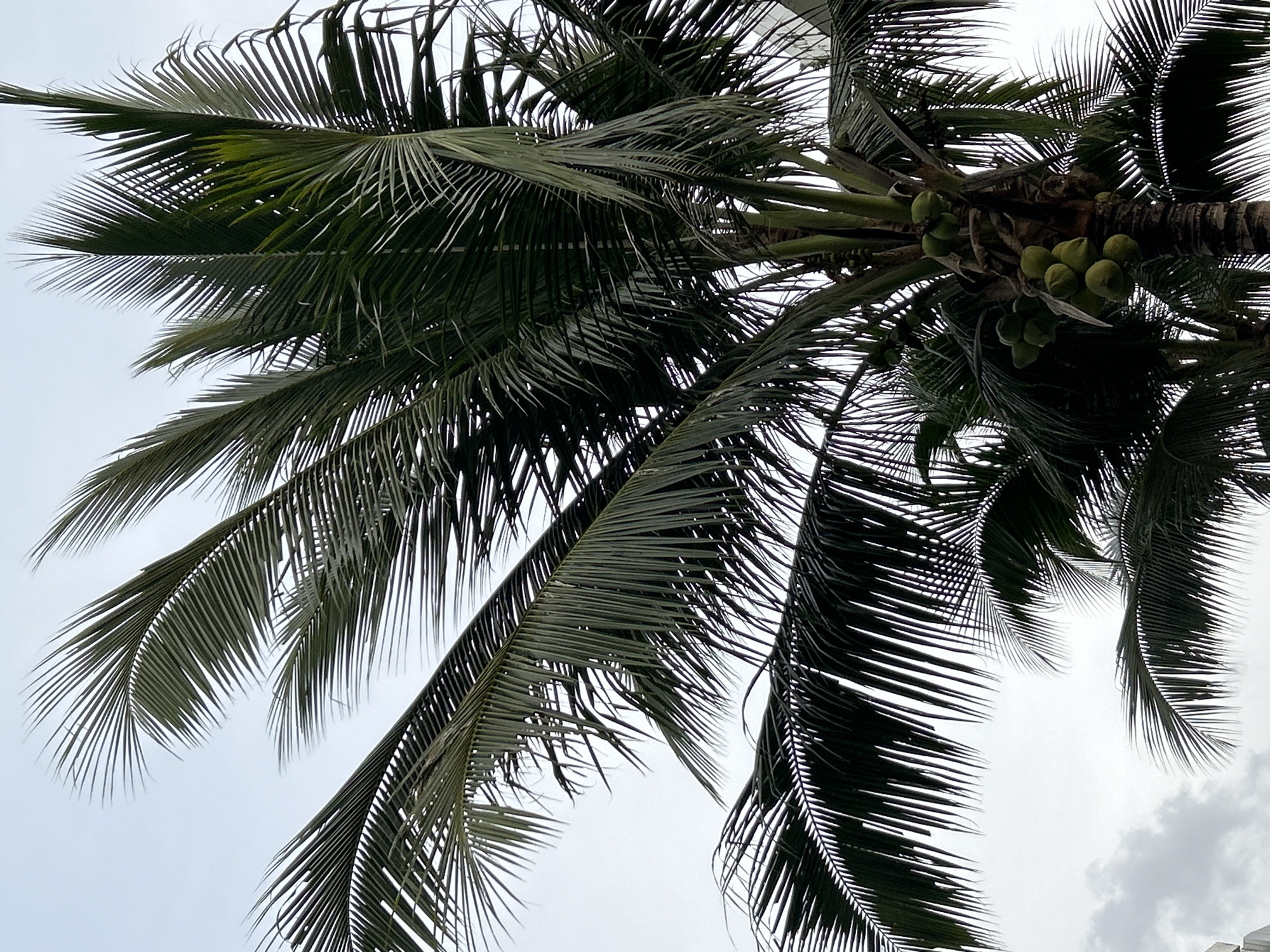 The image displays a close-up, upward-looking view of a coconut palm tree against a pale, overcast sky. The fronds of the tree dominate the frame, with sharp, linear leaves casting subtle shadows. Several clusters of green coconuts are visible, attached to the trunk. The texture of the palm tree's bark is evident, showing a rough, fibrous surface. The overall impression is of a tropical environment. This photograph was taken in Kathu, Thailand.