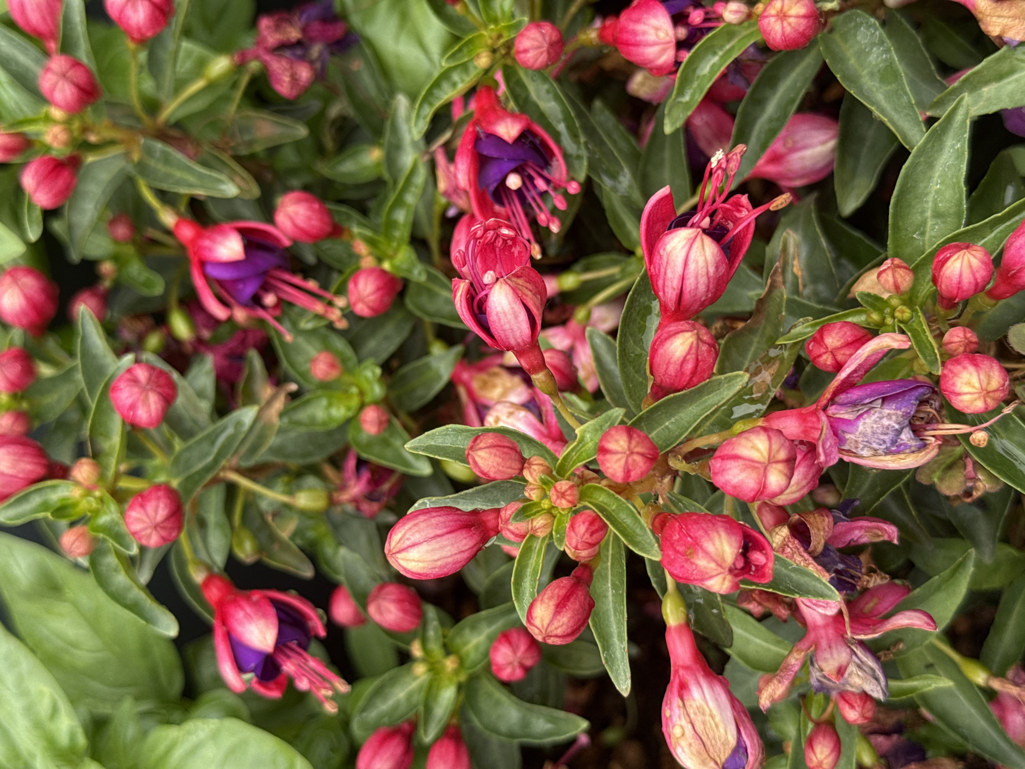 This is a close-up, overhead shot of a cluster of fuchsia flowers and buds in Rathenow, Germany. The fuchsias are primarily a vibrant pink and purple, with some buds showing a lighter pink hue. The flowers display their characteristic bell shape, with delicate petals and prominent stamens. The leaves are a deep green and appear slightly glossy, suggesting they may be wet, possibly from recent rain or dew. The scene is densely packed with flowers and foliage, creating a lush and naturalistic composition. There is no visible text in the image. The lighting suggests it could be daytime, and the overall impression is one of natural beauty and abundant growth.