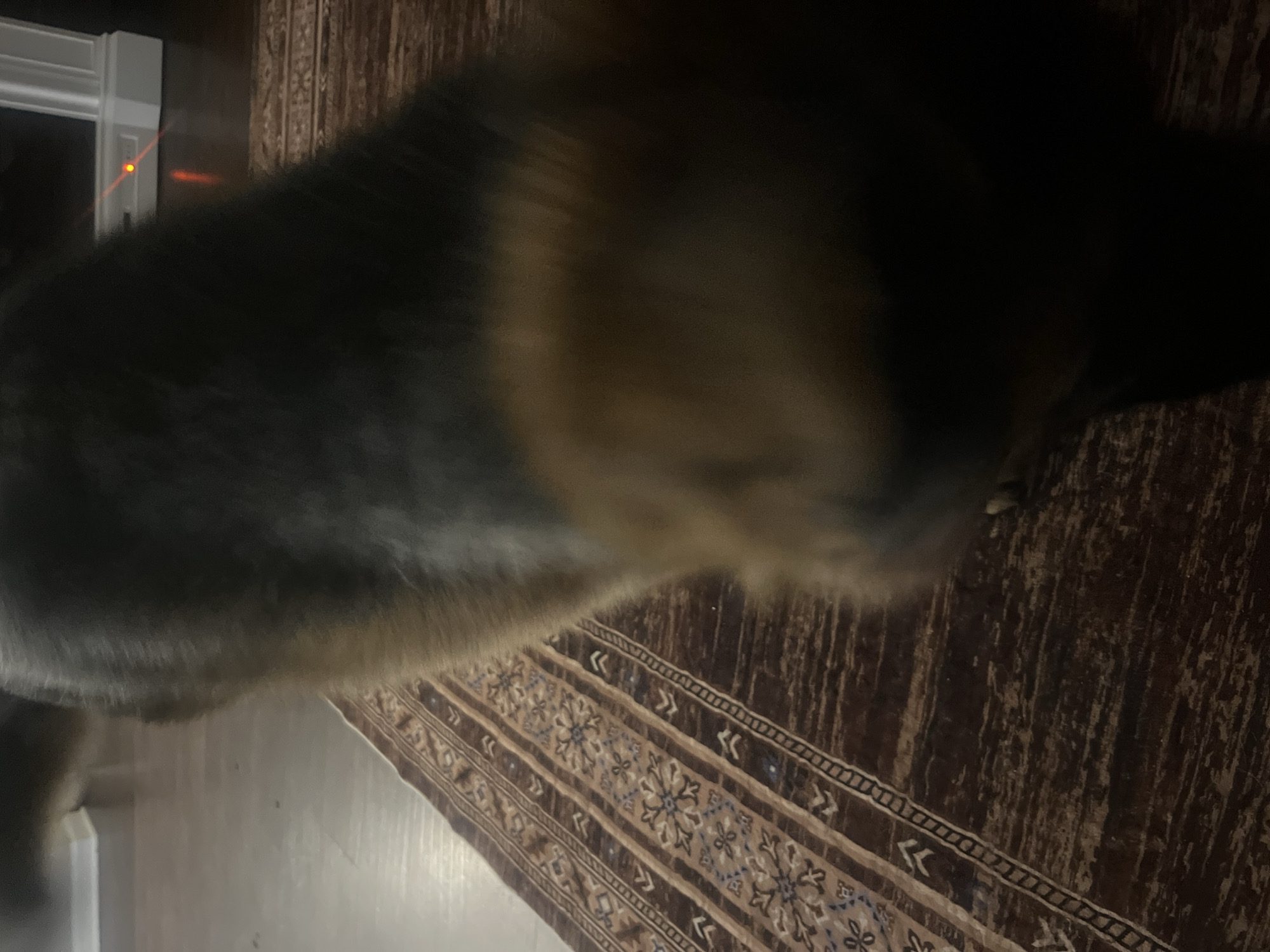 An overhead, slightly angled, close-up shot shows the back and head of a German Shepherd dog walking across a rug with a dark brown and tan patterned design. The dog is mostly dark gray and black with tan coloring on its hindquarters and face. Its head is blurred due to motion. The rug is laid on a hardwood floor, which is partially visible. In the background, a white baseboard with a small, illuminated orange laser dot is visible against a dark wall. The scene appears to be indoors, in a residential setting. No specific location in Jacksonville, United States of America, can be identified from the image.