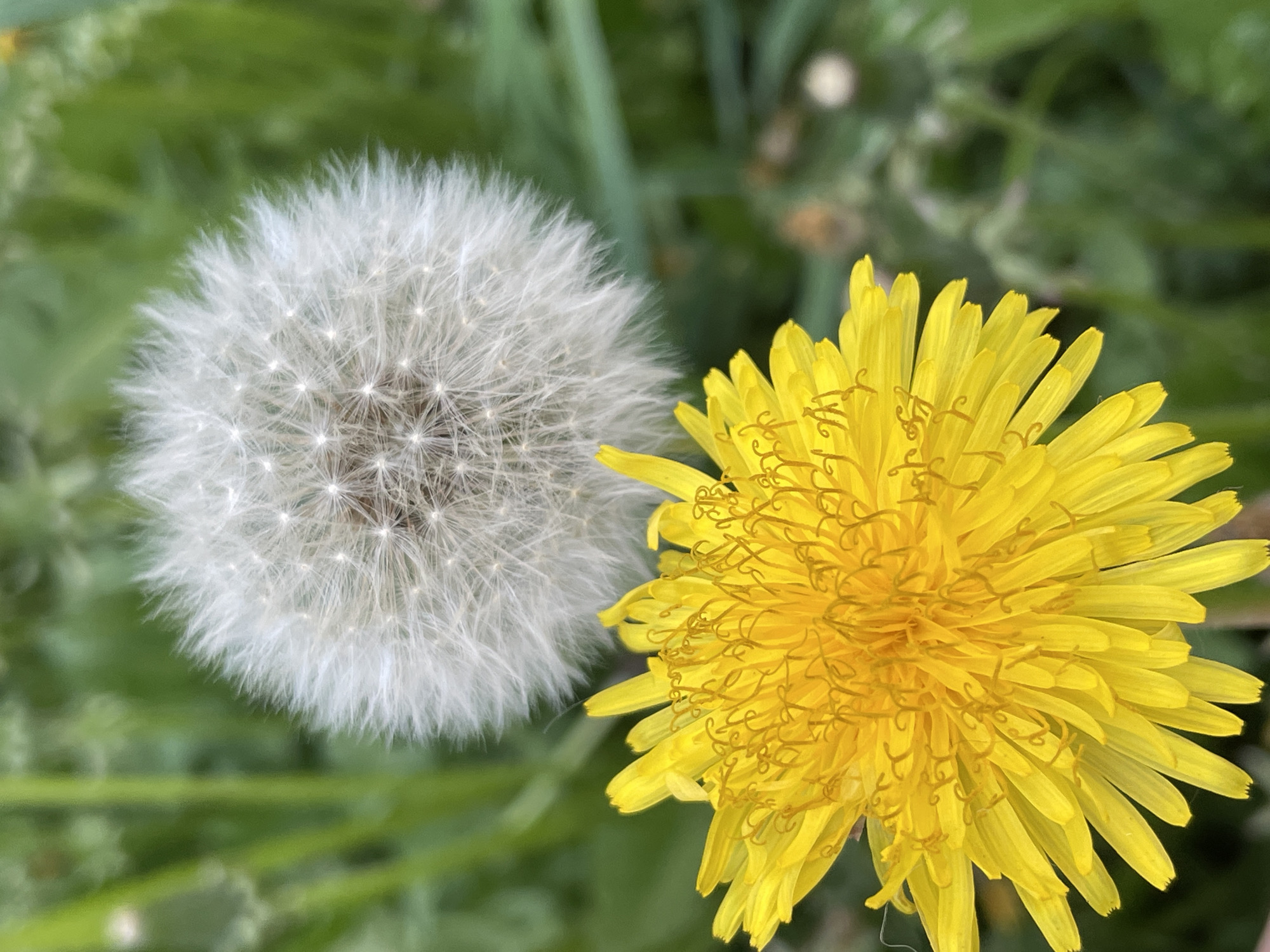 The image features two dandelions in close-up against a blurred green background. One dandelion is a fully bloomed yellow flower with numerous petals. The other dandelion has gone to seed, forming a white, spherical seed head.
The location in the city of Izhevsk, Russia, is not evident from the image content alone. The image only contains the two dandelions and green background.