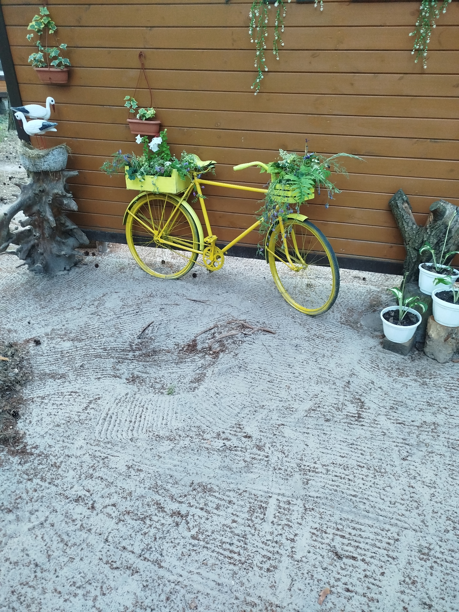 An outdoor decorative scene features a bright yellow vintage bicycle leaning against a wooden wall. The bicycle has a yellow basket on the front filled with a lush arrangement of green plants and some small purple flowers. Another yellow basket is attached to the rear of the bicycle, also holding greenery.
To the left of the bicycle, mounted on the wooden wall, is a brown planter with a trailing vine. Below this planter, two white decorative birds with black accents are perched on a woven material that sits atop a weathered tree stump. To the right of the bicycle, three white pots containing small green plants are placed on wooden blocks. The ground in front of the wall is a light-colored sandy surface with visible footprints and scattered pinecones. The wooden wall is constructed of horizontal planks and appears to be part of an outdoor structure. Above the scene, more trailing vines with small white flowers hang from the top of the wall.