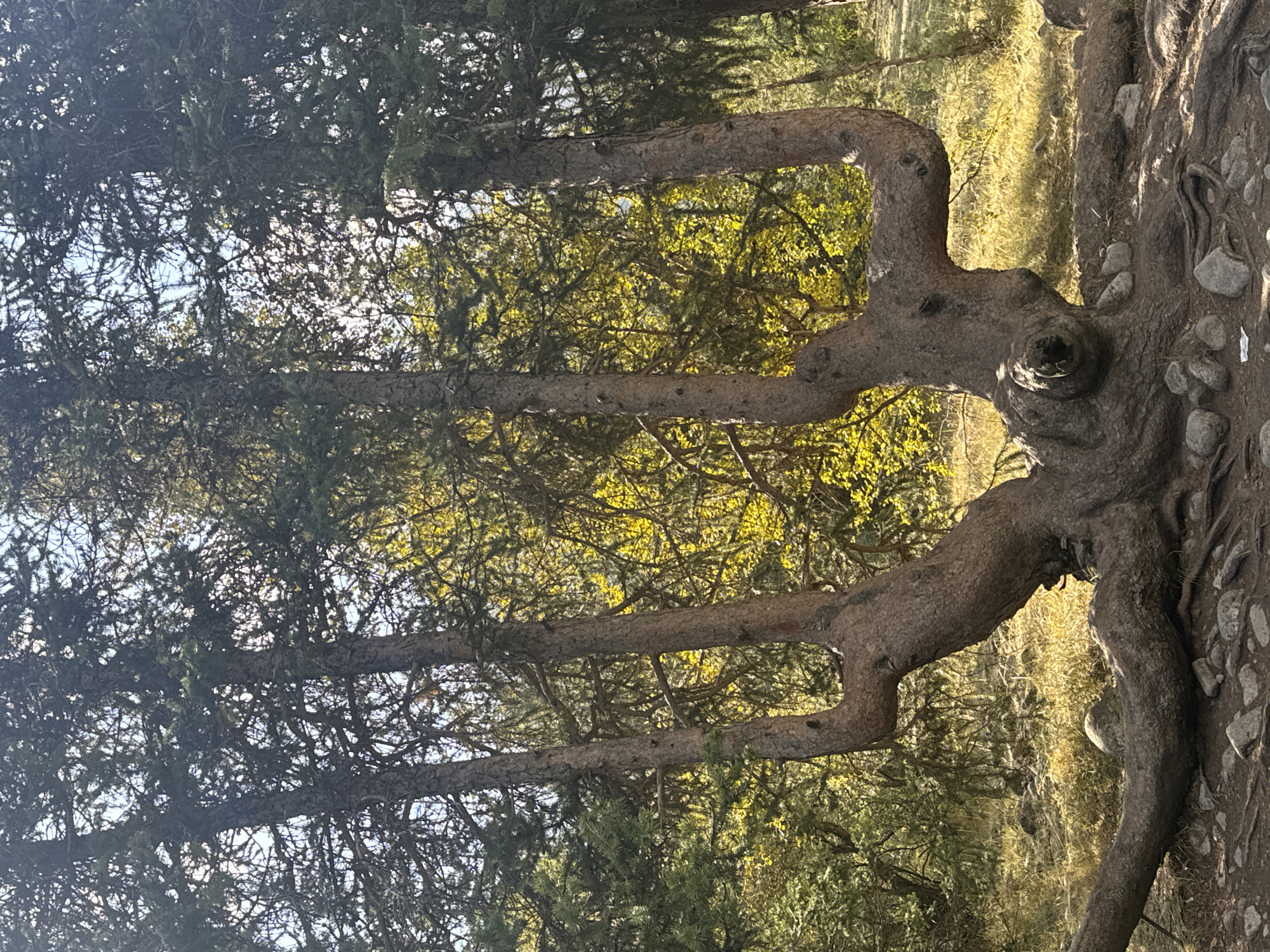 The image depicts a unique tree with a twisted, gnarled trunk that splits into multiple upright branches. The tree is situated in a forest environment, with other evergreen trees and deciduous trees displaying yellow foliage in the background. The ground is covered with dry grass, rocks, and exposed roots of the tree. The lighting suggests it is daytime, with sunlight filtering through the canopy. The location is identified as Unknown, Kyrgyzstan. There are no people or animals visible in the image.