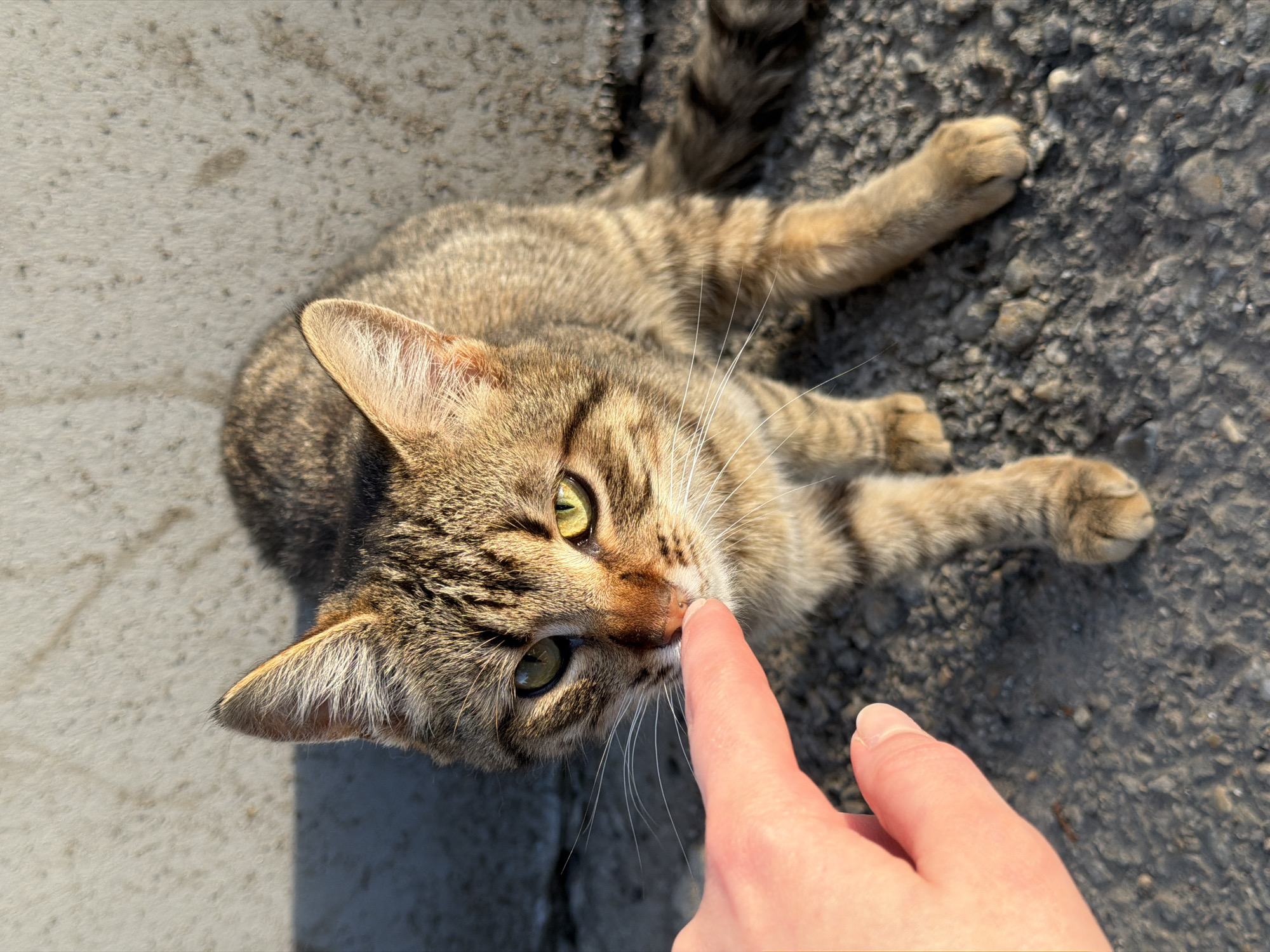 A person is touching the nose of a tabby cat. The cat is lying on asphalt next to a concrete curb. The location is potentially Beryozovy, Russia, but this is not verifiable from the image.