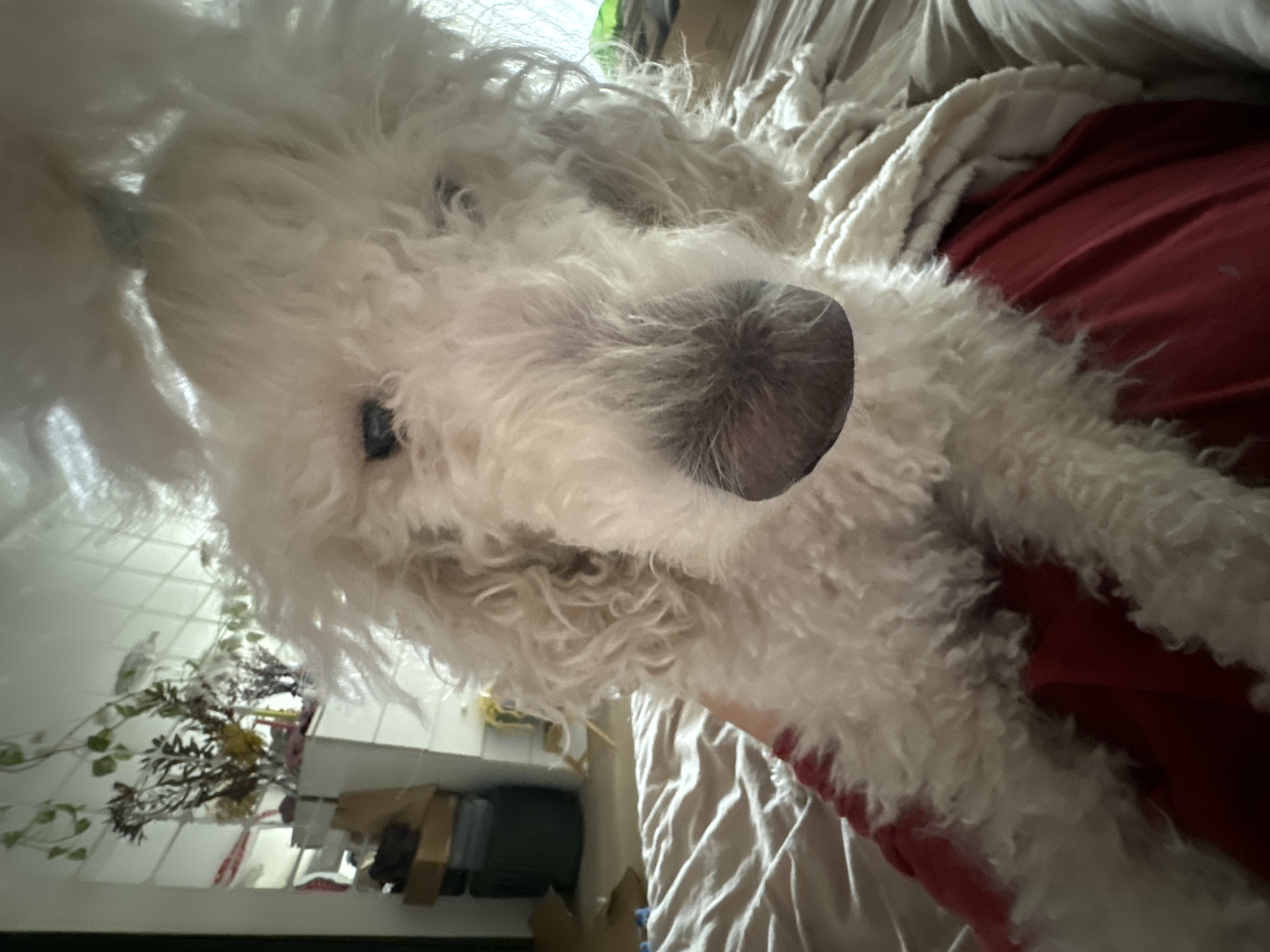 A close-up photograph shows a white, fluffy dog, possibly a Poodle or Bichon Frise mix, lying on a red surface that may be a blanket. The dog is facing towards the camera with its nose prominent in the foreground. The background includes rumpled beige bedding. To the left, there is a partial view of a surface with plants, boxes, and what seems to be a mirror. The photograph does not provide sufficient information to determine the location as Krasnoyarsk, Russia.