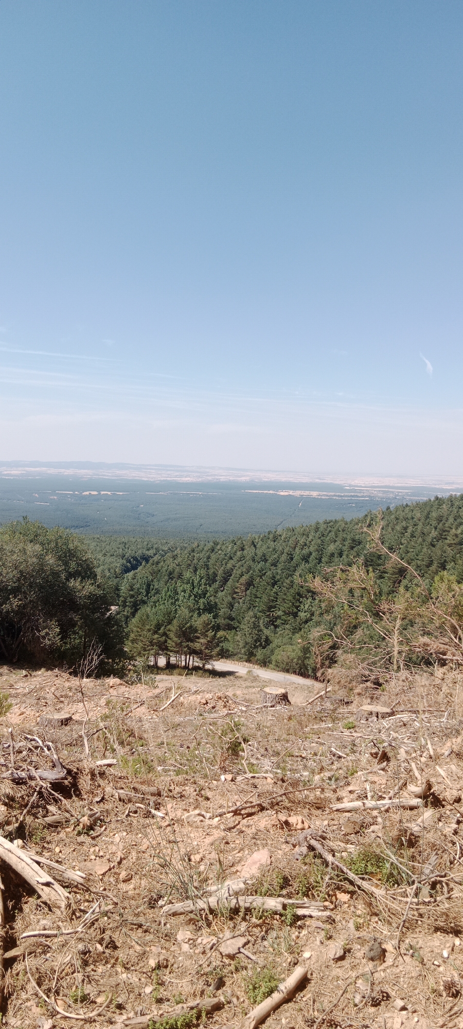 The image captures a panoramic view from a hillside overlooking a vast forest and a distant, hazy landscape. The foreground is a stark, dry, and barren area with exposed earth, littered with numerous fallen branches, dead trees, and tree stumps, indicating a recent logging or clearing operation. In the middle ground, a dense, dark green pine forest stretches across rolling hills. A narrow, unpaved road or track winds through the trees, with a few isolated tree stumps visible near its edge. The background reveals a sprawling, flat expanse that fades into the horizon under a clear, light blue sky with subtle, wispy clouds. This vista likely represents a section of the natural environment surrounding Cerezo de Arriba, Spain, a region known for its pine forests and elevated terrain.