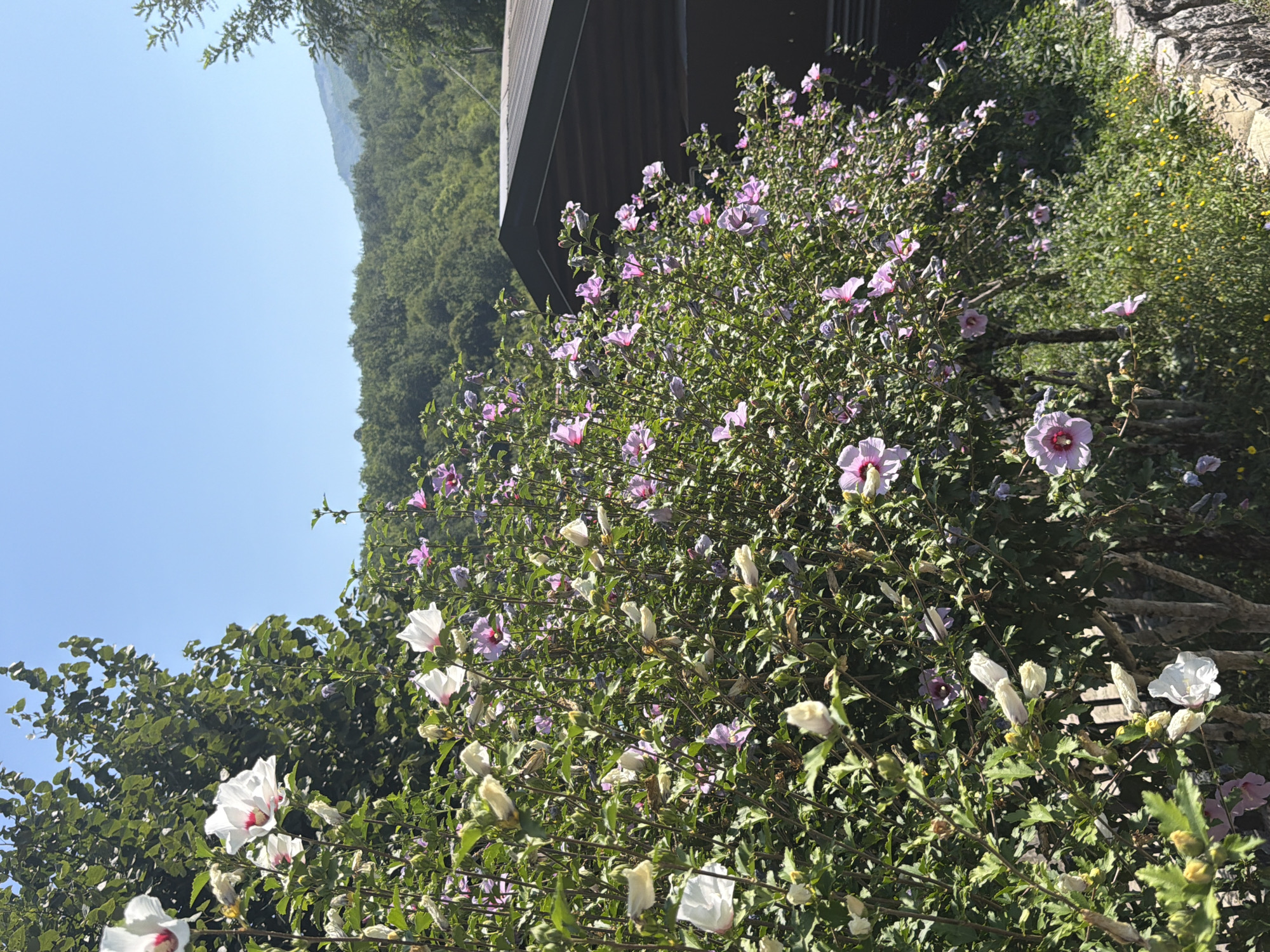 In the city of Manastir Morača, Montenegro, a sun-drenched scene unfolds with a lush, blooming hibiscus bush dominating the foreground. The bush is adorned with a vibrant mix of white and pink hibiscus flowers, some fully open and others in bud. The leaves are a healthy, deep green, creating a dense foliage. Behind the bush, a dark brown, wooden building with a corrugated metal roof is partially visible, suggesting a rustic or rural setting. The background features a sloping hillside covered in dense green trees, indicating a natural, forested environment. The sky above is a clear, bright blue, devoid of clouds, further emphasizing the sunny day. The lighting is strong, casting defined shadows and highlighting the textures of the flowers and leaves. The overall impression is one of natural beauty and tranquility.