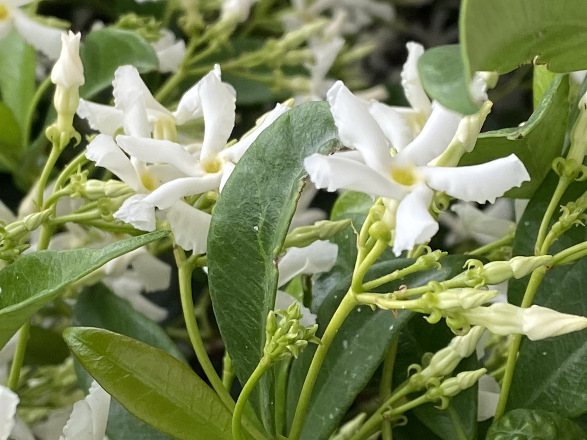 The image depicts a close-up view of star jasmine (Trachelospermum jasminoides) flowers and foliage. The blossoms are white with five petals each, and some are in bud form. The leaves are glossy, green, and elongated. The image is a natural scene with no discernible human presence. The location, Budva, Montenegro, is not directly discernible from the image itself.