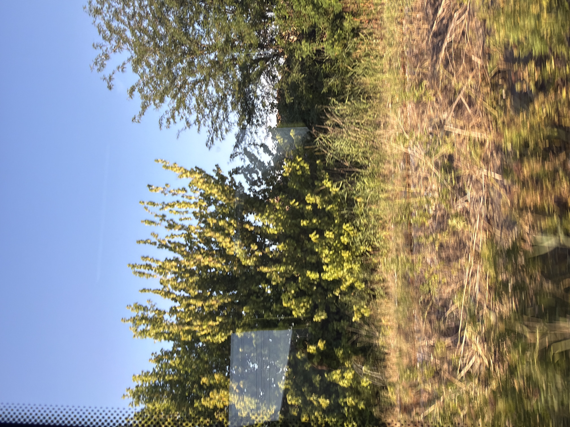 The image captures a view of trees and dry grass with a clear blue sky overhead. The scene appears to be a roadside view, possibly taken from a moving vehicle due to the motion blur evident in the foreground and the slightly blurred foliage. There are some reflective surfaces on the left side of the image, suggesting a window or glass barrier. The vegetation consists of green trees with yellowish-green leaves and tall, dry, straw-like grass in the foreground. The overall impression is a sunny, rural landscape. The prompt mentions Tsaratsovo, Bulgaria, which indicates the geographical context, however, there are no specific landmarks or details within the image that definitively confirm this location. The image is devoid of any people or any explicit actions or interactions.