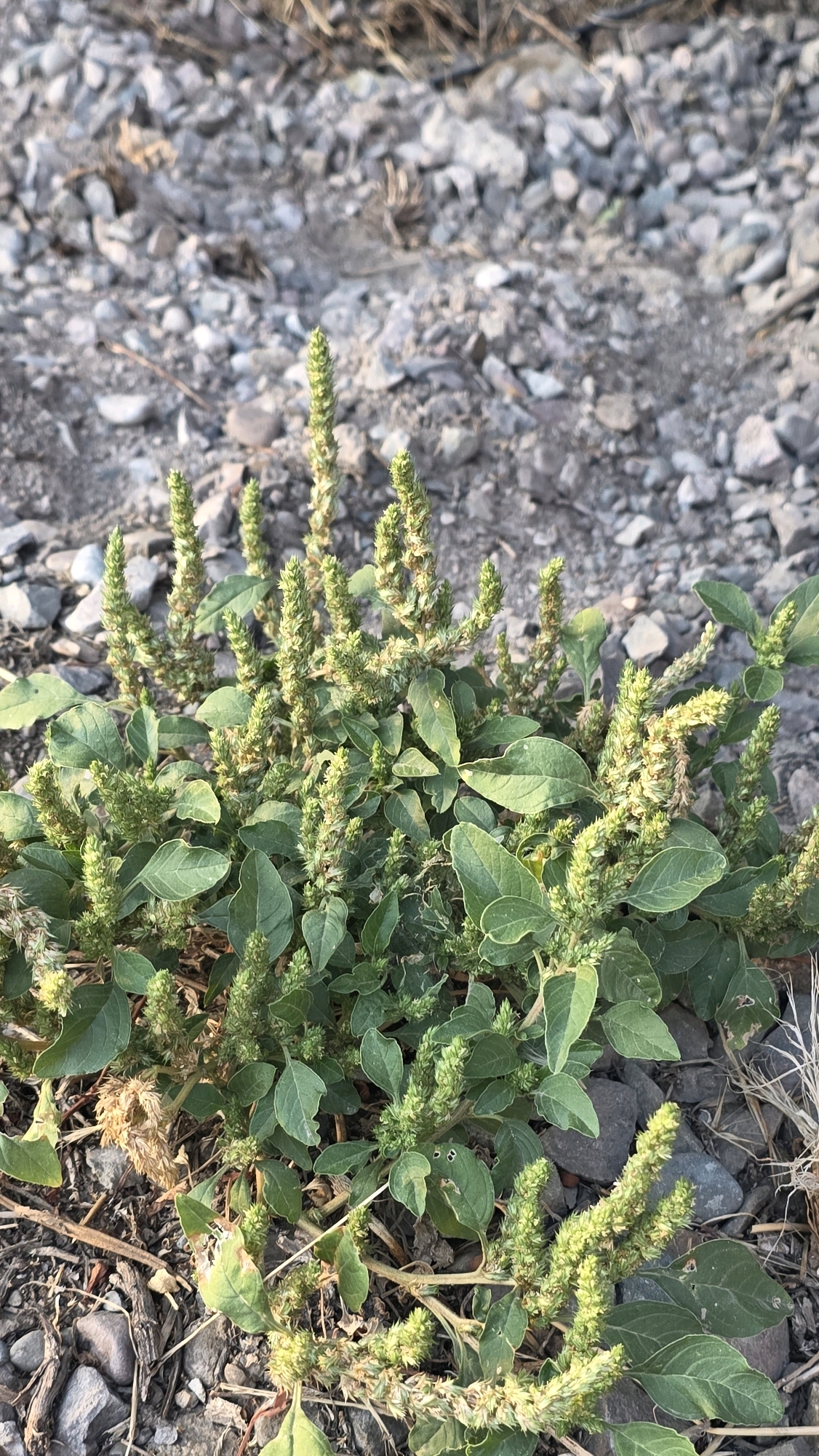 The image shows a cluster of green plants with many small, spike-like seed heads, growing in a patch of gravel and dry soil. The plants have oval-shaped leaves. The background consists of more gravel and some dry, straw-like vegetation. The scene appears to be an outdoor environment, possibly along a roadside or in a disturbed area, given the gravelly substrate. There are no people or animals visible in the image. The location is Chuy, Kyrgyzstan.