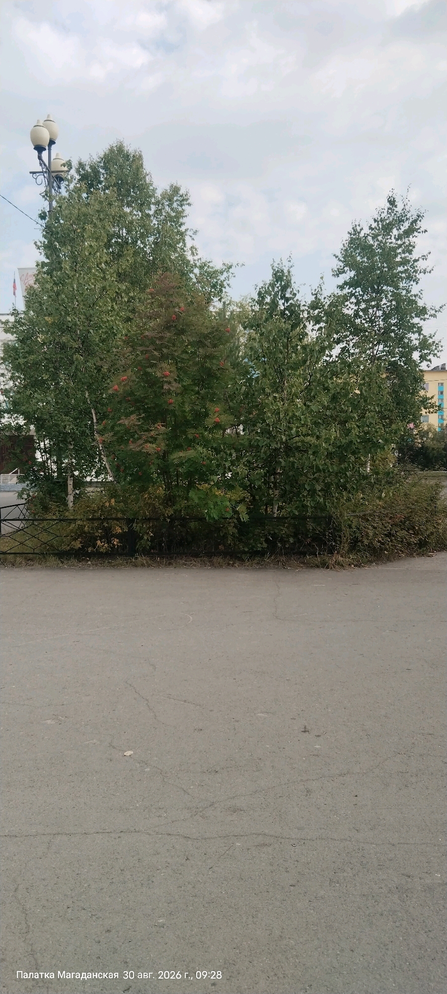 In Palatka, Russia, on August 30, 2026, at 09:28, a photograph captures a street scene. The foreground is dominated by a grey asphalt surface with visible cracks. Beyond the asphalt, a low black metal fence borders a patch of overgrown vegetation. Behind the fence, a cluster of trees with green leaves and some with clusters of red berries, likely rowan trees, stands tall. A white-barked tree is interspersed with the other trees. In the background, a street lamp with three globes is visible on the left, and buildings with yellow and blue facades are seen on the right. The sky above is overcast with light grey clouds.