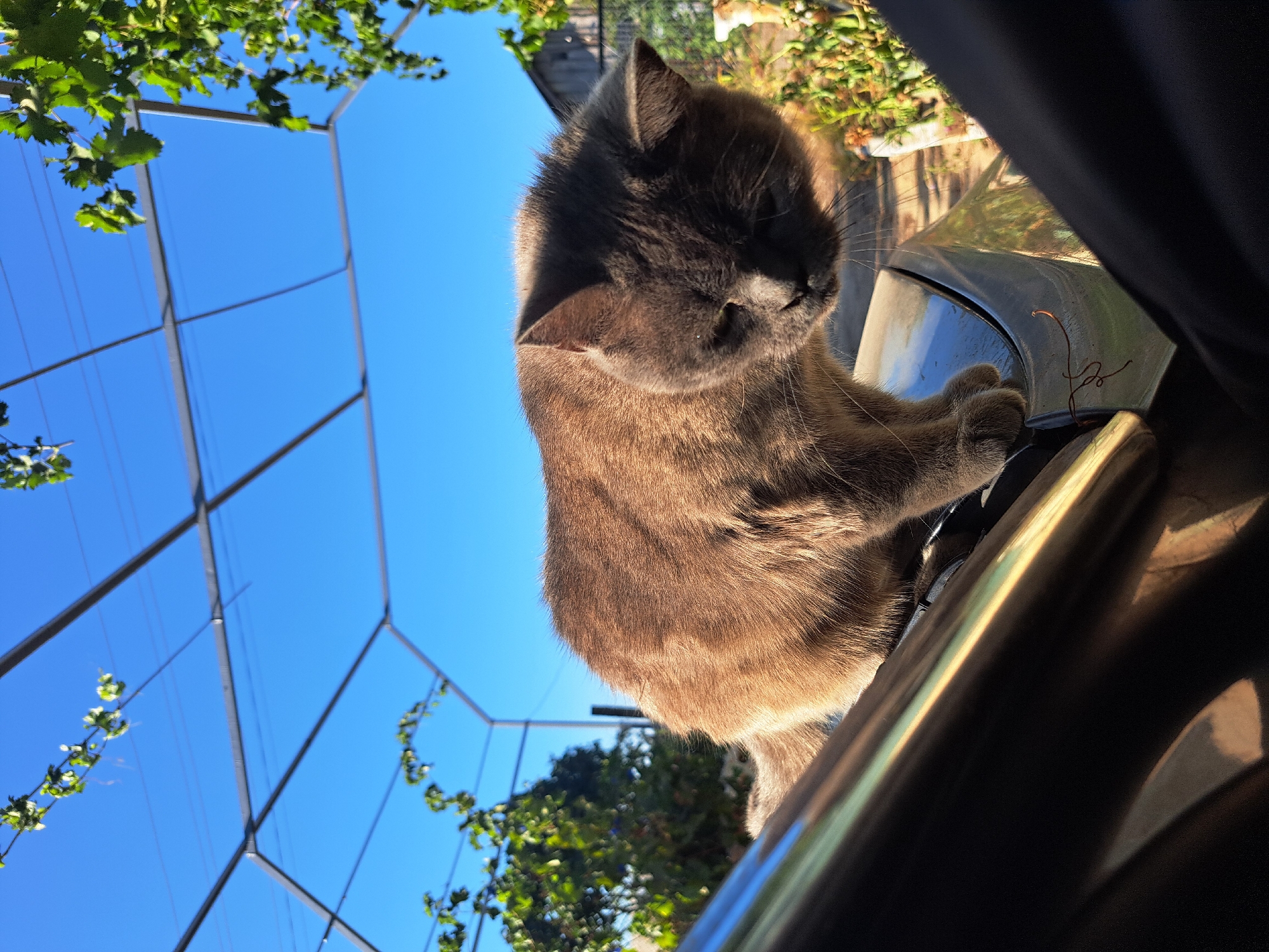A gray cat sits on the hood of a shiny, dark-colored vehicle. The cat is looking down and to the right, with its head tilted. Its fur is thick and appears to be the color of ash. Behind the cat, a blue sky is visible with a metal structure overhead, likely a pergola or trellis, with some green leaves growing on it. The background shows vegetation and a wooden building, suggesting a rural or suburban setting. The image captures a moment of tranquility on a sunny day. The scene is located in Vypasne, Ukraine.