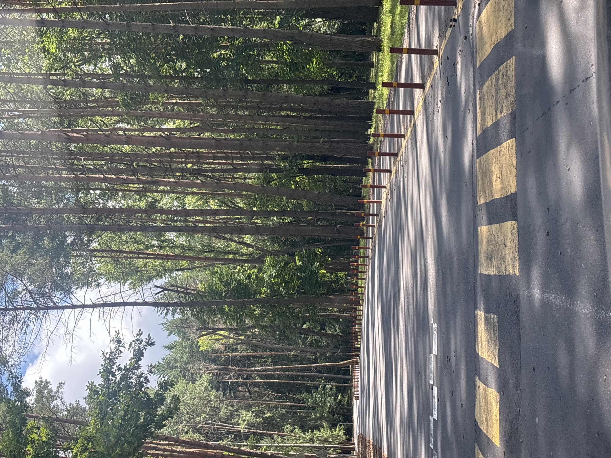 The image depicts a paved road lined with trees, likely in a park or forested area. The road has yellow pedestrian crossing markings and is bordered by red and yellow bollards. The trees are tall and densely packed, creating a canopy overhead that casts shadows on the road. The sky is visible between the trees, with some clouds. The overall impression is one of a serene, natural setting within a city, possibly in the Zhdanovichi rural council in Belarus. There are no people or animals visible in the image.