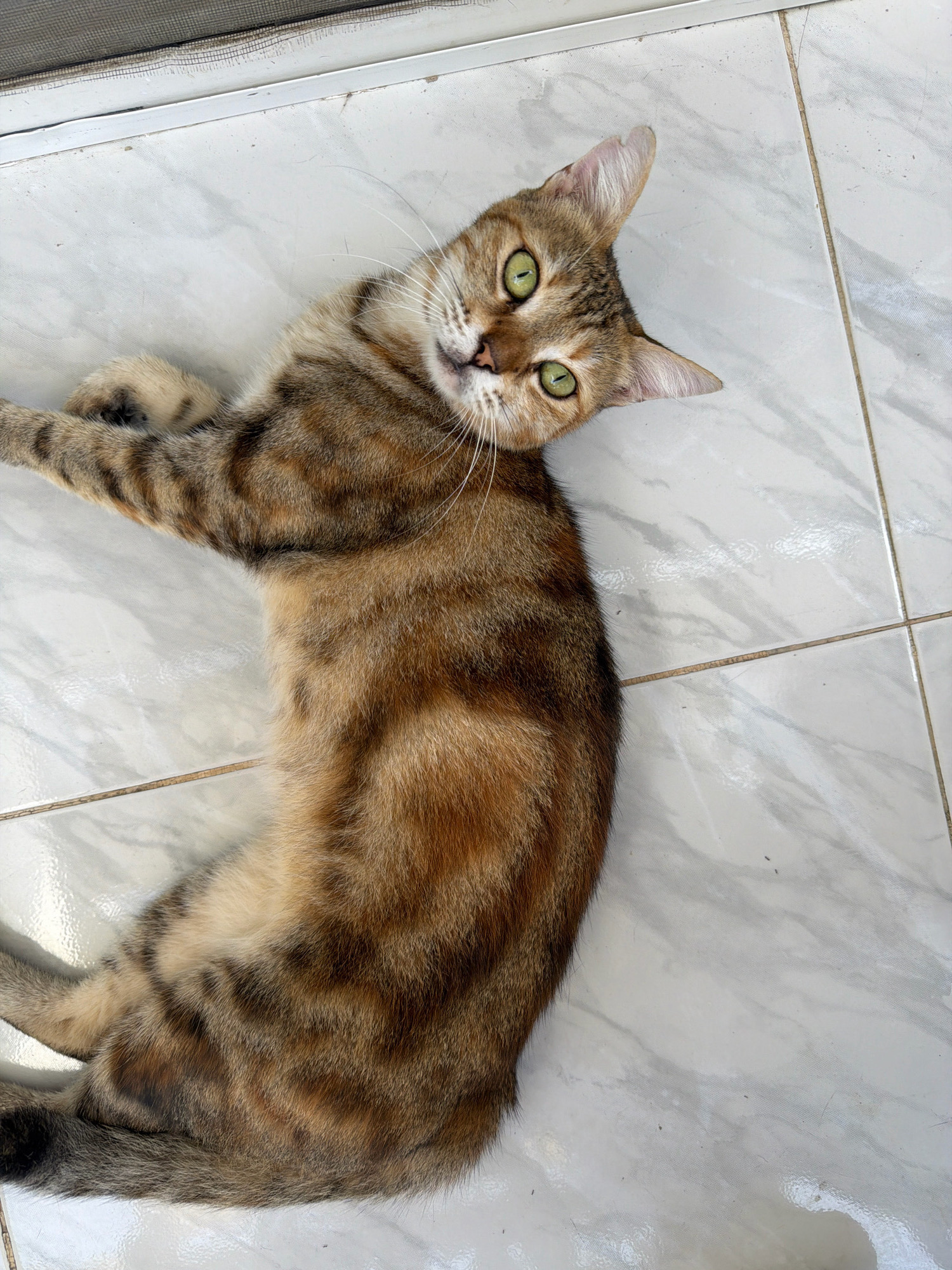 A tabby cat with bright green eyes is lying on its side on a light-colored tiled floor. The cat's fur has stripes of brown, black, and tan. Its head is tilted, and it is looking up at the camera with a curious expression. The floor is made of square tiles with a marble-like pattern. In the upper left corner of the image, a portion of a window screen or mesh is visible. The scene appears to be indoors, likely in a residential setting in Sharm El Sheikh, Egypt, given the information provided.