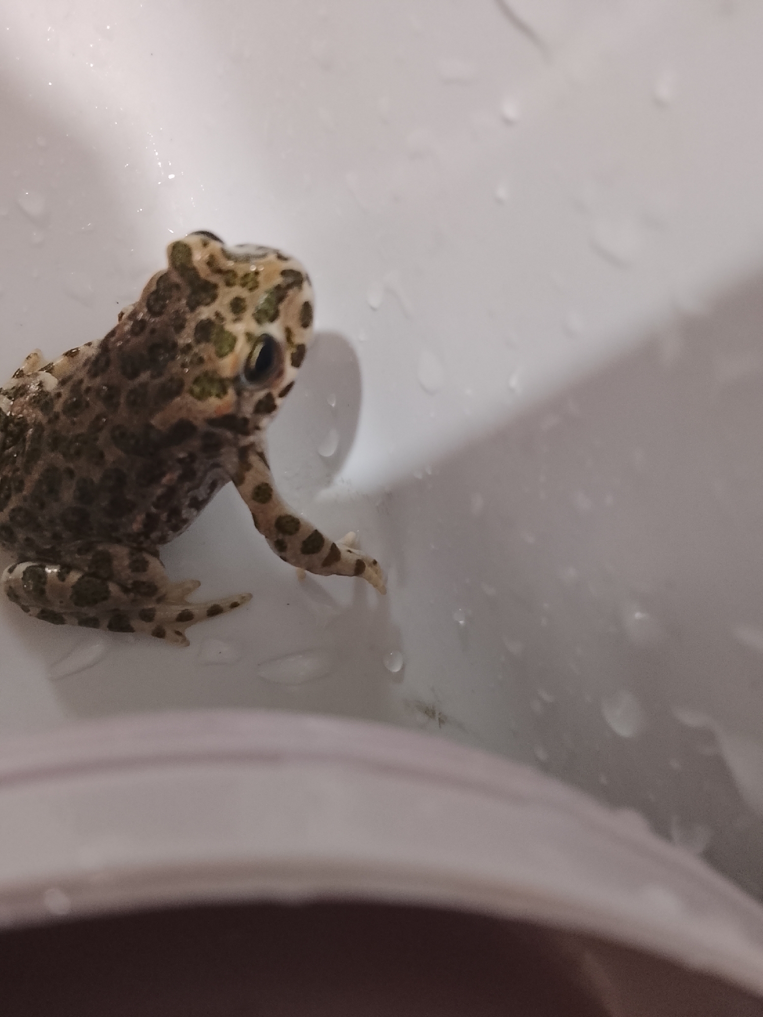 A close-up, eye-level, horizontal shot shows a small, speckled frog with green and brown markings sitting on a wet, white surface, possibly a sink or tub. The frog is facing left, with its body angled slightly towards the camera. Its left front leg is extended forward, and its hind legs are tucked underneath. Water droplets are visible on the surface around the frog. The background is a blur of white and grey. The image was taken in the city of Кочержинский, Russia.