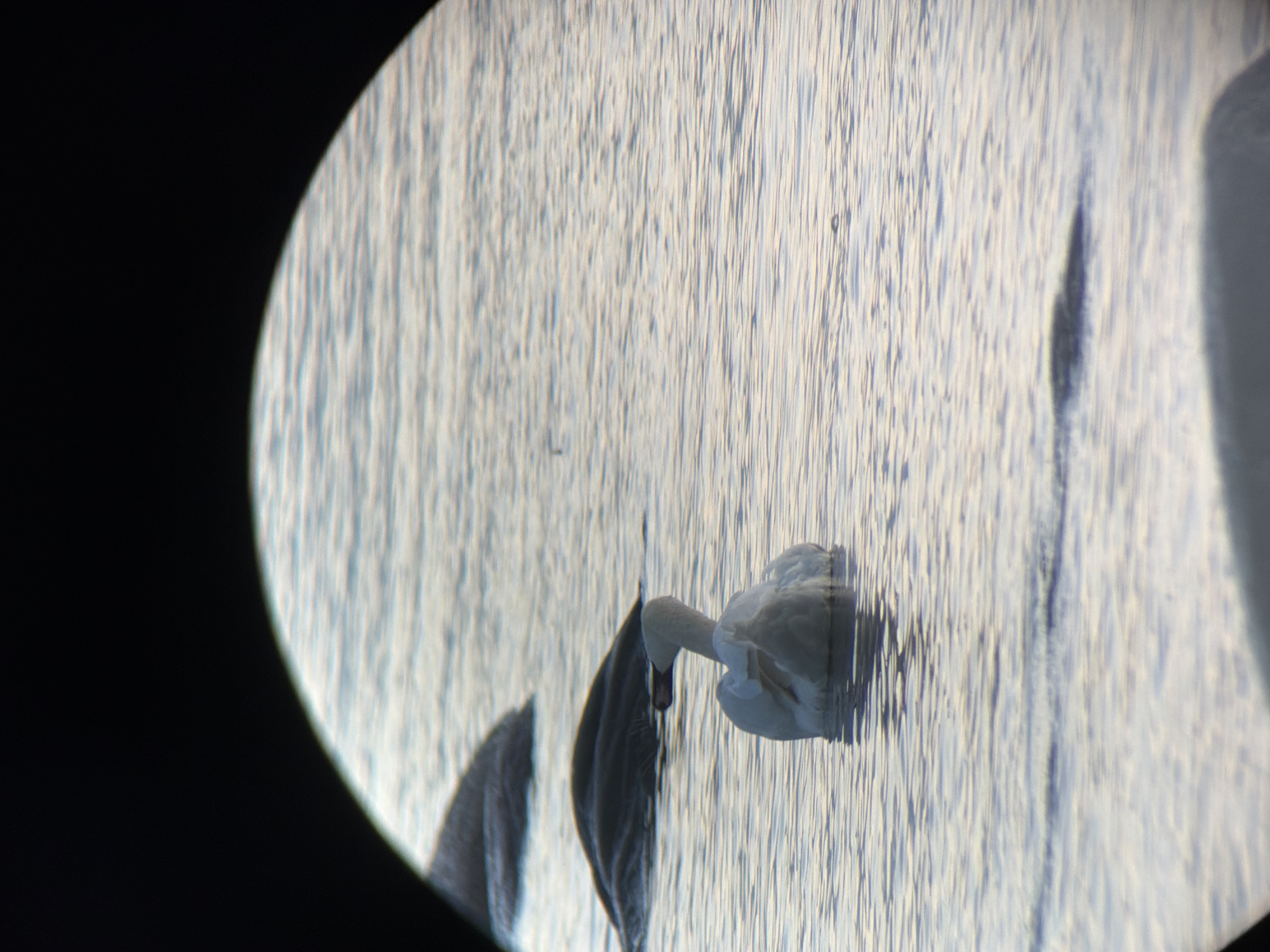 The image shows a white swan swimming in the water, viewed through what appears to be binoculars. The swan is facing away from the viewer, with its neck curved to the side. Its white feathers contrast with the muted blues and grays of the water. In the background, there are other shapes in the water that suggest more swans or other waterfowl. The water is calm, with gentle ripples reflecting the light. The scene is framed by dark, vignetted edges, characteristic of a view through optical equipment. The location is Haabneeme alevik, Estonia.