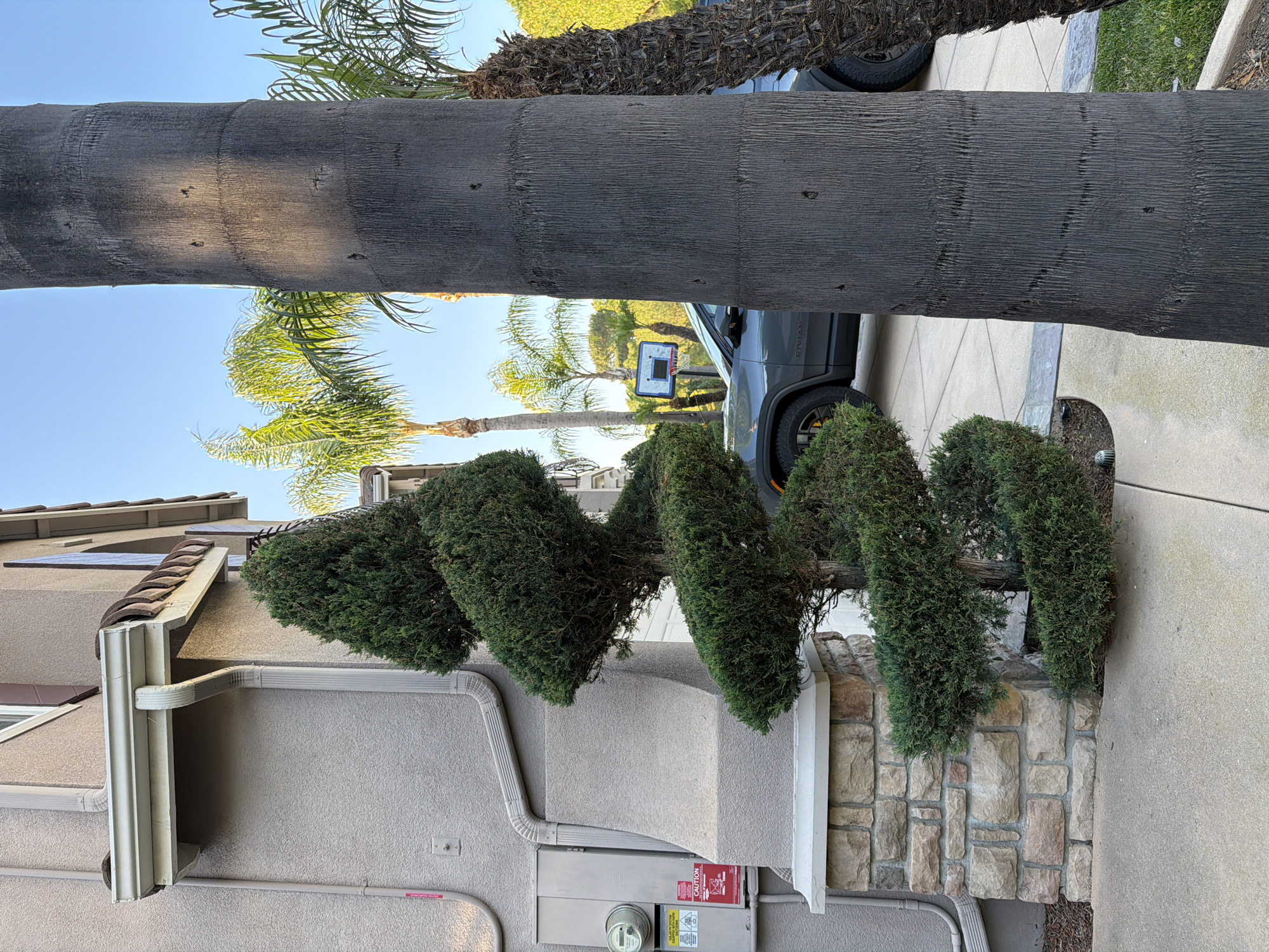 The image shows a spiral-shaped topiary in front of a stucco-clad house. The house has a light beige exterior, with a brown tiled roofline and white gutters. A stone-clad pillar supports a ledge on the side of the house, next to an electrical meter and a caution sign. A large palm tree trunk dominates the right side of the frame. In the background, a dark gray SUV is parked in a driveway, with a basketball hoop visible behind it. Palm trees and lush greenery are scattered throughout the scene, suggesting a suburban or residential area in a warm climate. The sky is clear and blue. The setting is likely a residential property in Aliso Viejo, California, United States of America.