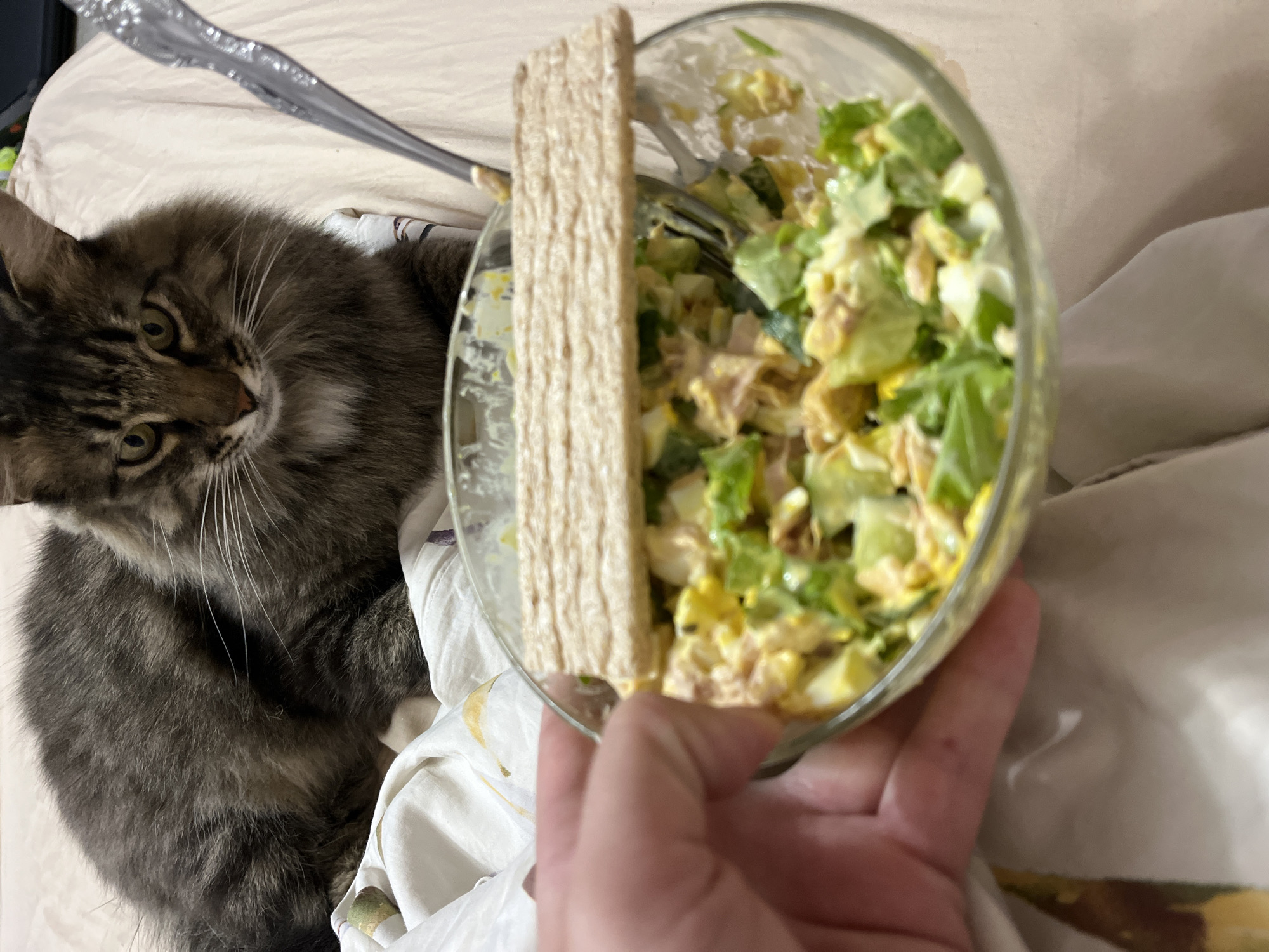 In an indoor setting, likely a bed, a fluffy brown tabby cat with green eyes is positioned behind a clear glass bowl of salad. The cat is partially visible, its head and upper body in focus, while the lower half is blurred. The salad appears to be composed of chopped lettuce, eggs, and possibly tuna, mixed with a creamy dressing. A piece of flatbread is resting on top of the salad. A silver fork is partially submerged in the salad, and a human hand is holding the bowl. The background consists of a light-colored, textured surface, possibly a bedspread or blanket. The image does not contain any information that places it in Krasnyye Barrikady, Russia.