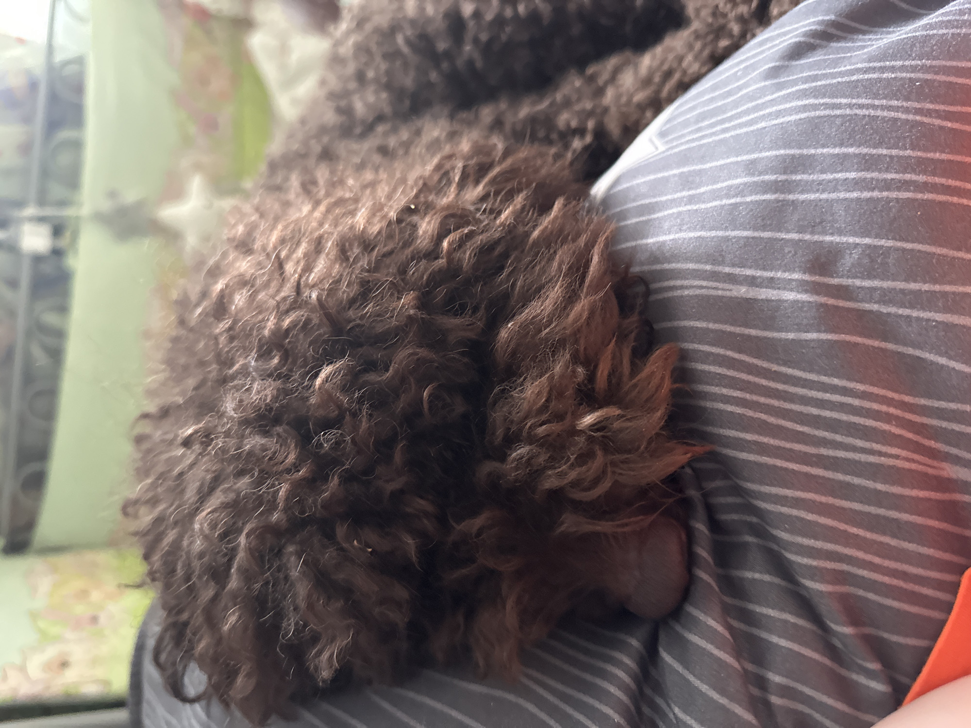 An indoor, close-up, eye-level shot shows a brown, curly-haired dog sleeping on a gray and white striped pillow. The dog's head is turned to the left, obscuring its face, with its nose resting on the pillow. The dog's fur is dark brown and appears damp. The background is out of focus and shows a green wall with a blurred floral pattern on the left and a window with a blurred reflection on the right. There are no visible signs of the city of Sayanogorsk, Russia.