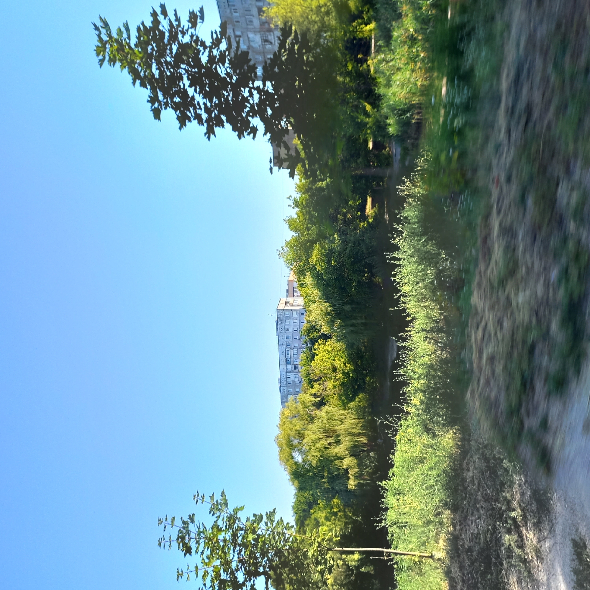 The image captures a view of a residential area with a clear blue sky. In the foreground, there are grassy areas and vegetation, with a thin tree trunk visible on the left. The middle ground is dominated by a dense cluster of lush green trees, including some with a weeping willow-like appearance. Behind the trees, two large, multi-story apartment buildings are visible. The building on the left is lighter in color and appears to be a long, rectangular structure with numerous windows. The building on the right is taller and has a more textured facade with visible window details. The scene suggests a sunny day in a mixed urban and natural environment, likely a park or green space adjacent to a residential complex in Kropyvnytskyi, Ukraine. There are no people or vehicles present in the frame.