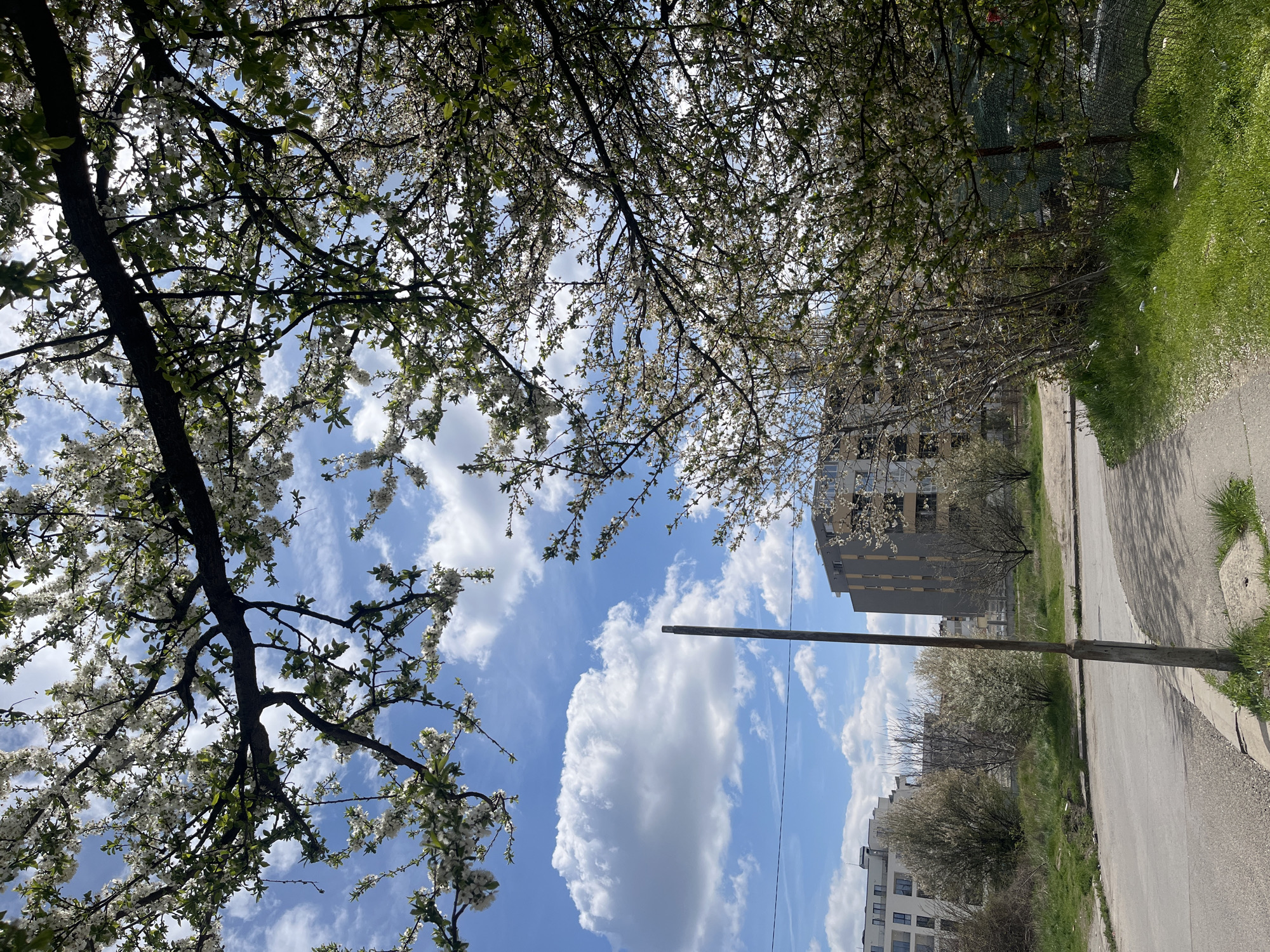 The image shows a view from a street in Sofia, Bulgaria, looking up through blossoming trees towards the sky. The sky is blue with scattered white clouds. Trees with white blossoms frame the top of the image. Below, there is a paved road with a sidewalk on the right side. On either side of the road, there are grassy areas. Buildings are visible in the background behind the trees. A utility pole stretches upwards through the scene.