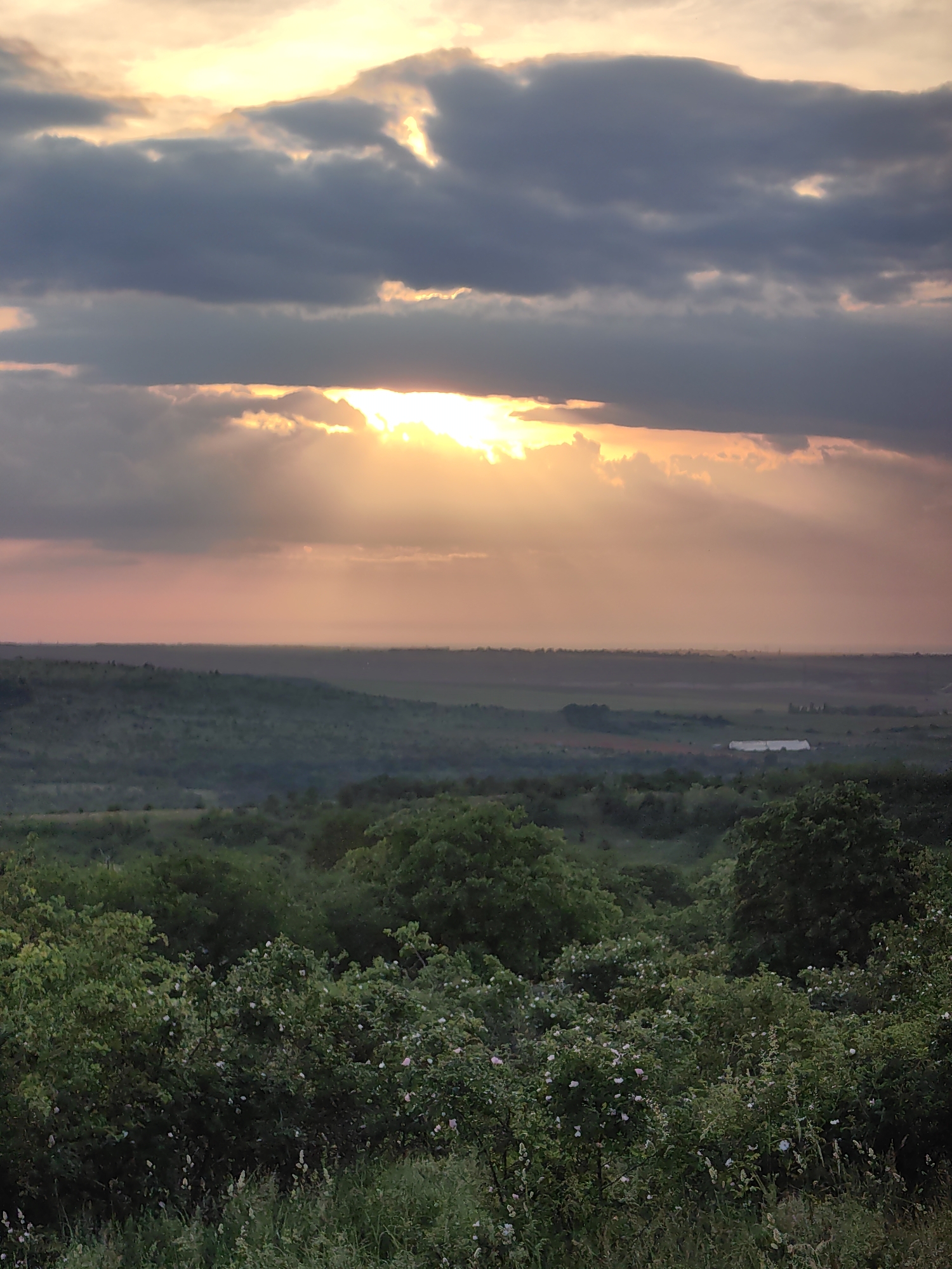 The image depicts a wide landscape view at sunrise or sunset, located in the city of Unknown, Unknown. The upper half of the frame is dominated by a dramatic sky featuring thick, dark grey clouds. The sun is breaking through a horizontal gap in these clouds, positioned in the upper center, emitting brilliant golden rays that fan downwards. The sky immediately surrounding the sun is bright yellow and orange, transitioning to a soft pink and lighter grey towards the edges of the cloud cover.
Below the sky, the midground reveals multiple layers of rolling hills or fields, characterized by a visible atmospheric haze that imparts a muted, purplish-pink hue to the distant horizons. The land gradually becomes greener and more defined closer to the foreground. In the far distance, slightly right of center, a distinct white, rectangular structure, possibly an agricultural building or greenhouse, is visible against the landscape.
The foreground is filled with dense green foliage, primarily comprising various bushes and taller grasses. Many of these bushes are adorned with numerous small, light-colored blossoms, appearing white or very pale pink. No individuals or animals are visible, and the scene is a natural landscape with distant human infrastructure.