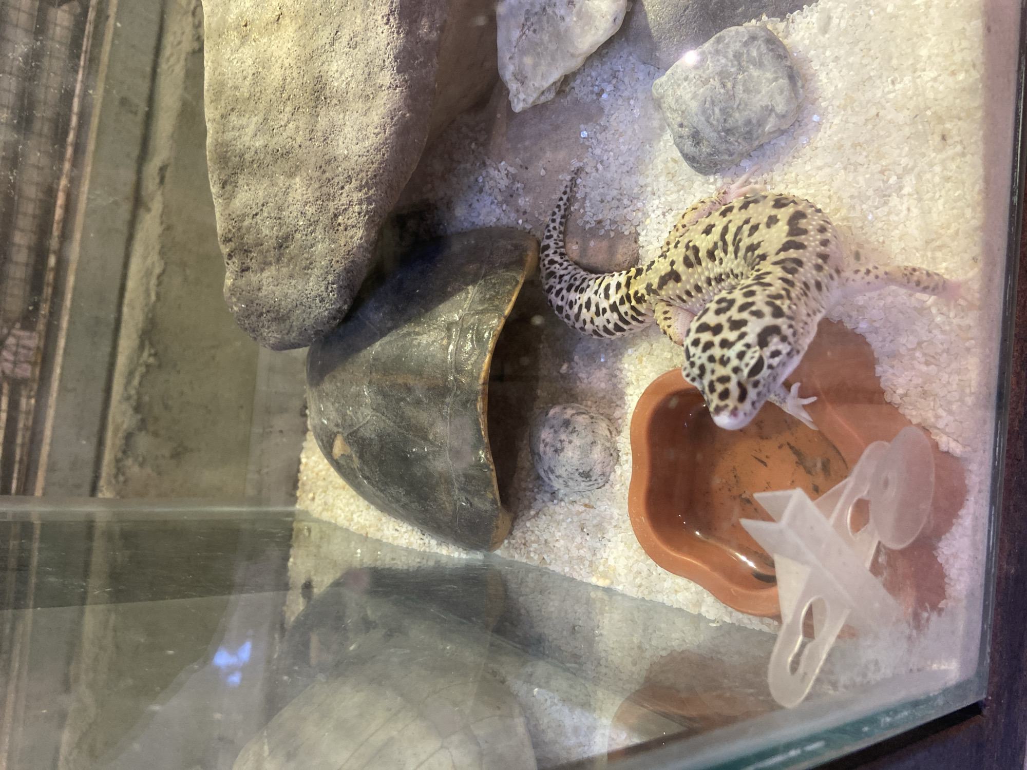 A leopard gecko is inside a glass enclosure with sand substrate. A brown water dish and a white plastic airplane toy are visible. Large rocks and a dark, dome-shaped object are also present. The enclosure appears to be a terrarium, likely in a home or educational setting.