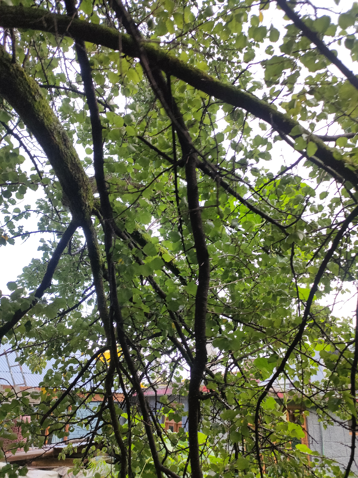 The image captures a dense canopy of green leaves and dark branches of a tree, viewed from below looking upwards towards a cloudy sky. The branches, some covered in moss, crisscross the frame, obscuring a partial view of a building and its roof in the background. The building appears to be a residential structure with grey walls, wooden window frames, and a corrugated metal roof. Some yellow and red elements are visible on the building's facade. The setting suggests an outdoor environment, likely a garden or a yard in a town or village. The overall atmosphere is natural and somewhat overgrown.