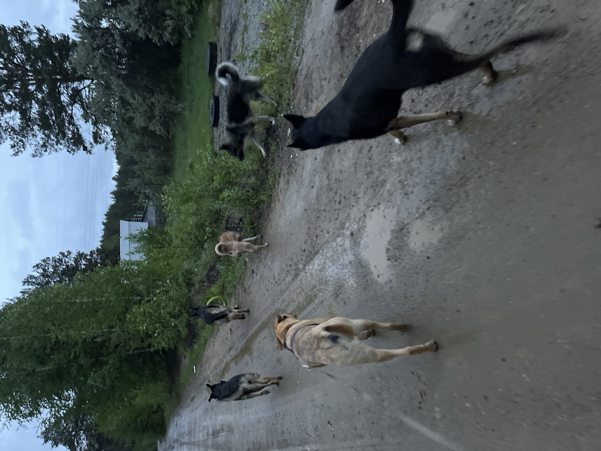 The image shows a pack of dogs running on a wet, dirt road in a rural or semi-rural area. The road is flanked by trees and vegetation. Several dogs are visible, including a black dog, a tan dog with a harness, and dogs with mixed coloring. In the background, there is a building. The image is taken at a low angle, possibly from the ground. The scene appears to be located near the edge of a wooded area. The sky is overcast. It is not possible to identify the specific location in Nizhny Tagil based on this image alone.