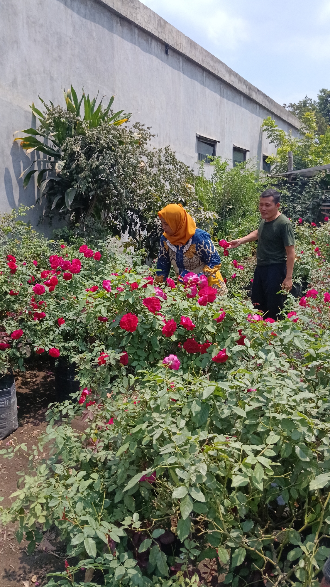 This image depicts two individuals in a lush garden setting filled with blooming red roses. A woman, wearing a bright orange headscarf and a blue and yellow patterned dress, is leaning over to inspect the flowers. Beside her, a man in a green t-shirt and dark pants reaches out towards a rose, seemingly pointing at it or admiring it. The garden appears to be a nursery or a well-maintained personal garden, with numerous rose bushes planted in pots or directly in the ground. In the background, a light gray building with a concrete roof and two small rectangular windows is visible. The sky above is bright blue, suggesting it is a sunny day. The overall scene conveys a sense of peaceful outdoor activity. The location is identified as Kandat, Indonesia, further placing this scene in a tropical or subtropical environment given the abundant growth of roses.