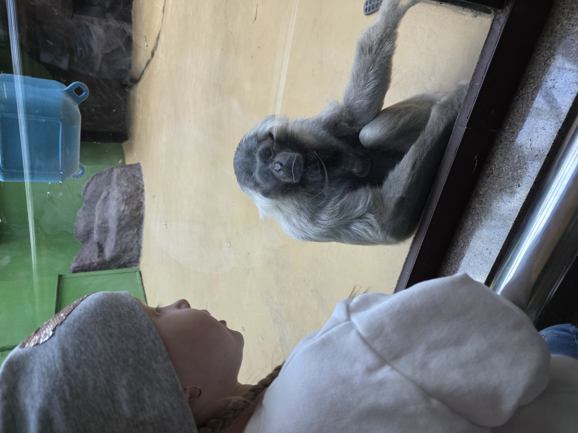 A woman is looking through a glass enclosure at a gibbon with a baby at what appears to be a zoo or wildlife park. The woman is wearing a gray hooded sweatshirt and has blonde hair in a braid. The gibbon is gray and has a baby clinging to it. The enclosure has a rock feature and a blue plastic container. The location is not discernible from the image.