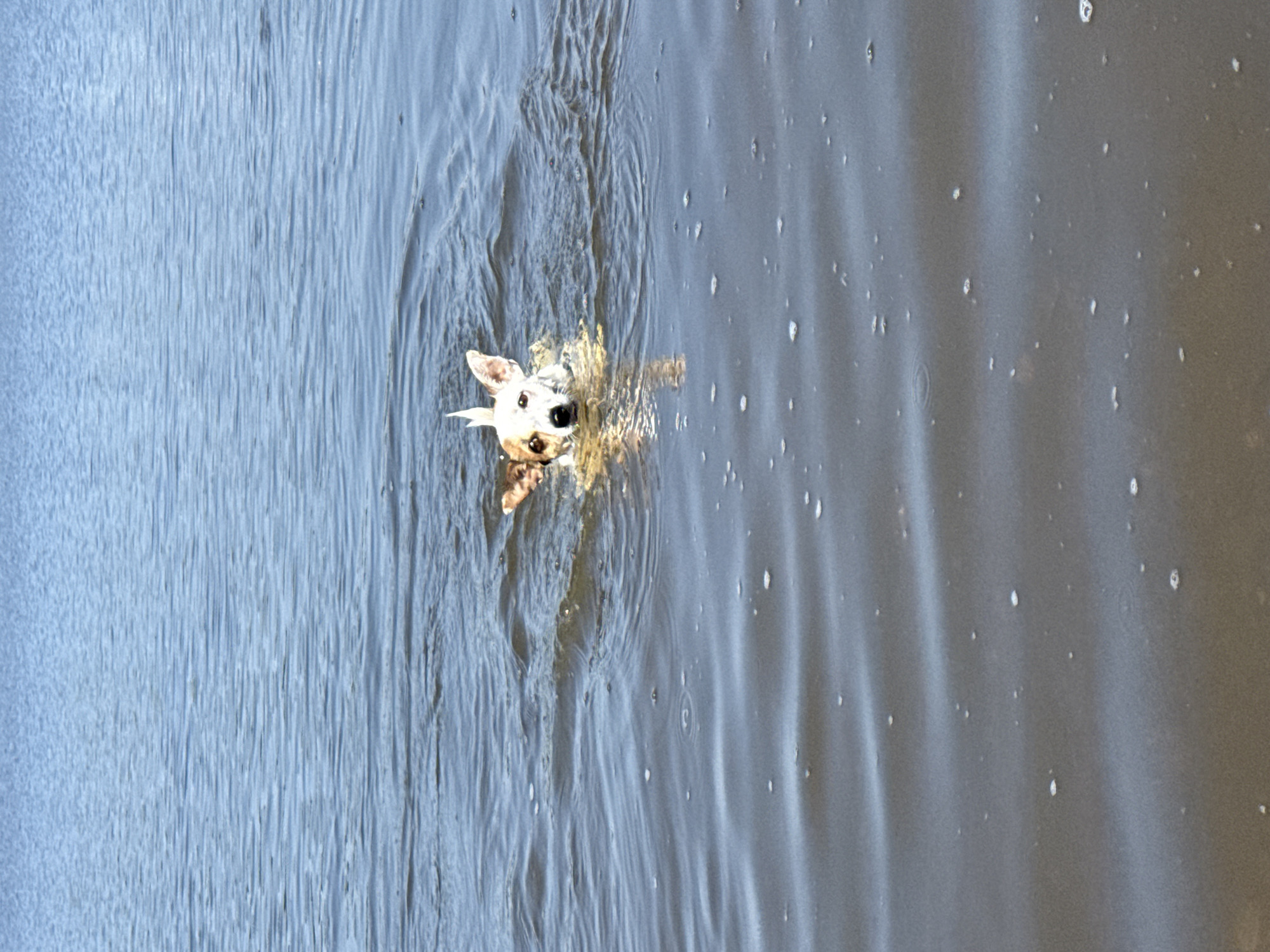 A small dog with white fur and brown markings on its head and ears is swimming in a body of water. The dog is facing the camera with its head and a portion of its body above the water. Ripples and small waves are visible on the surface of the water, indicating movement. The water appears to be calm and a light blue in color, reflecting the sky. The background is entirely composed of water, with no land or other objects visible. The image is taken from a slightly elevated perspective, looking down at the dog. The scene is outdoors on a bright day. The location is the river Lysva in Lysva, Russia.