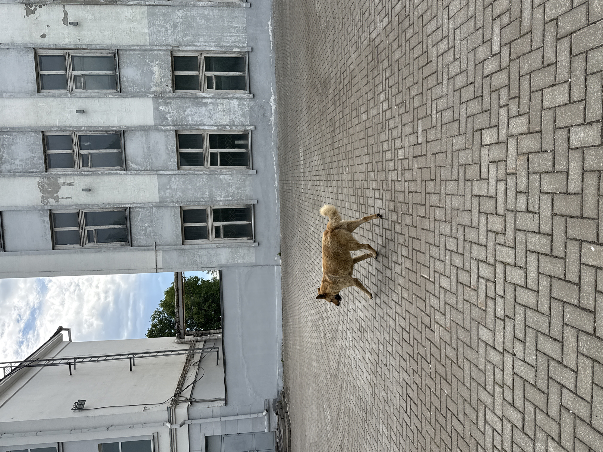 A medium-sized, tan-colored dog with a bushy tail walks across a courtyard paved with grey interlocking bricks. The dog is moving from left to right in the frame, with its mouth slightly open and its head turned towards the left. In the background, there are two buildings. The building on the left is white with a grey section at the bottom and features a metal ladder on its side. The building on the right is grey with a textured facade and numerous windows. The sky above is partly cloudy. The image appears to be taken in an urban environment, possibly a courtyard or industrial area. Without further context, identifying the specific location in Izhevsk, Russia is not possible.