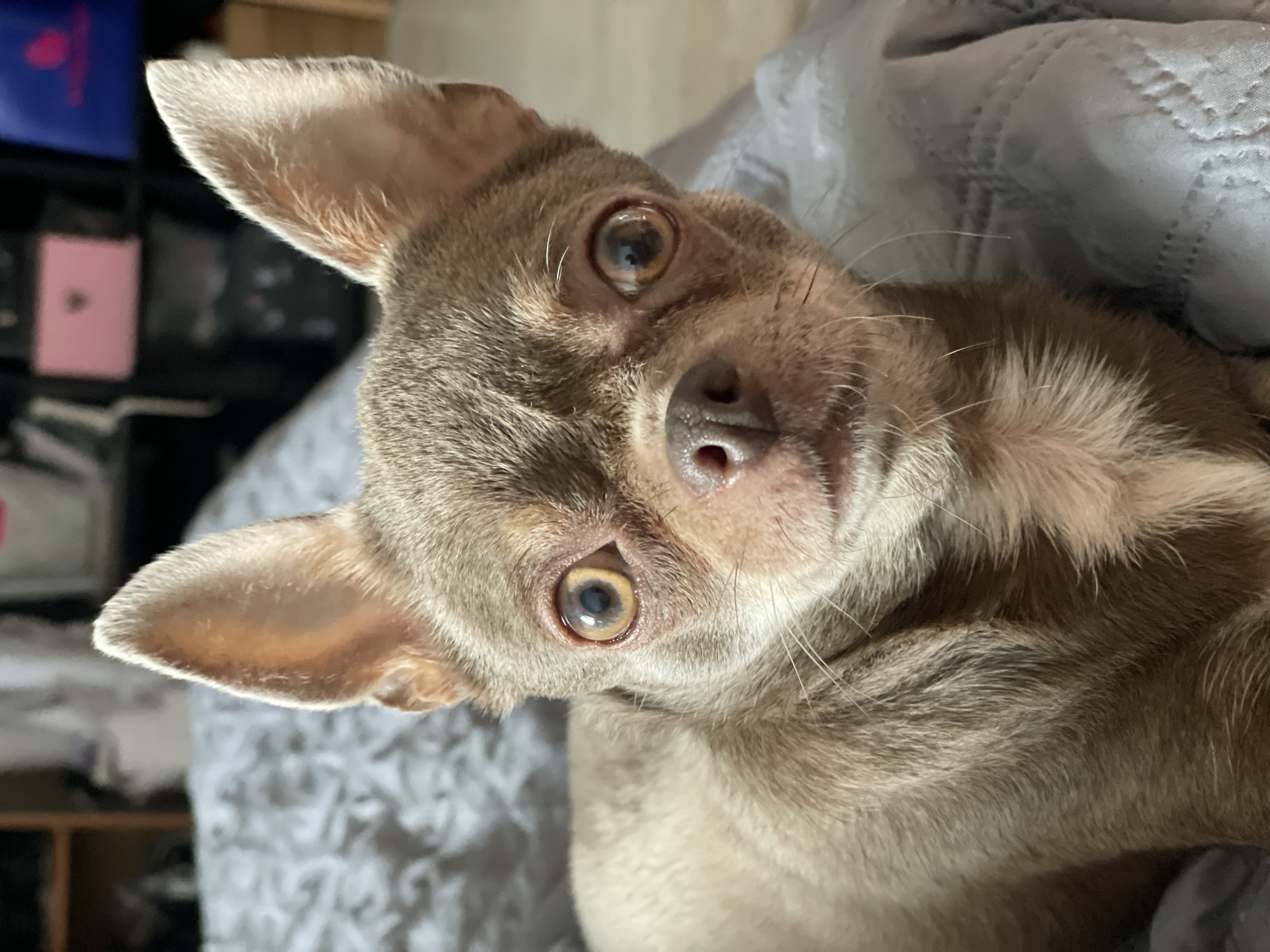 A close-up, eye-level shot captures a small, tan-colored dog, likely a chihuahua, resting on a gray, quilted surface. The dog's large, alert eyes are focused directly at the camera, with one ear slightly tilted forward. Its snout and mouth are visible, with fine white whiskers fanning out. The background is blurred but suggests an indoor setting with shelves and objects. There are no discernible features that would place the scene specifically in Saint Petersburg, Russia.