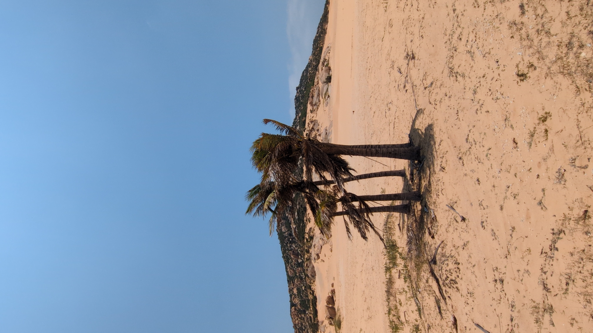 The scene is a beach in Phuoc Dinh, Vietnam, with three palm trees standing on a sandy surface. The sky is clear and blue. A rocky dune or hillside rises in the background along the edge of the beach. The sand appears coarse and dry, marked with sparse vegetation and debris. Shadows of the palm trees are cast on the sand.