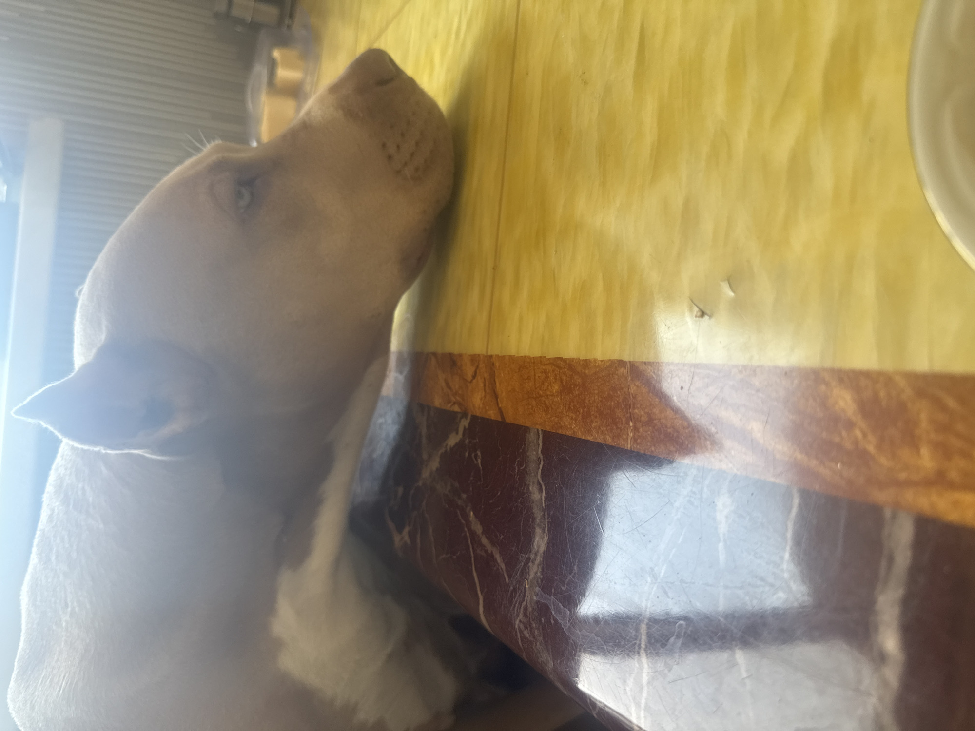 The image shows a light-colored dog resting its head on a table. The table has a marble-like surface with brown and white veins on the left side and a yellow, textured surface on the right side. The dog is a medium-sized breed, possibly a pit bull, with light brown fur and a white patch on its chest. Its eyes are light blue. In the background, there is a blurred view of a room with a ribbed wall and some objects on a surface, including what appear to be yellow food items in a clear container. The lighting suggests it is daytime.
Given the request for details about the location in the city of Metsamor, Armenia, and the absence of any such information in the visual content of the image, it is not possible to include this specific detail. The image itself does not contain any landmarks or context that would allow for its identification as being in Metsamor, Armenia.