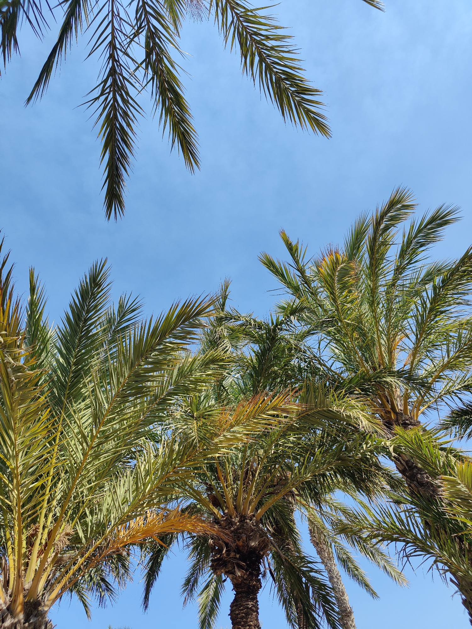 This image captures a close-up view of several palm trees against a clear blue sky. The fronds of the palm trees dominate the frame, with their long, slender leaves casting shadows and creating a layered effect. Some fronds are a vibrant green, while others show hints of yellow, suggesting varying stages of growth or health. The rough, textured bark of the palm trunks is partially visible at the bottom of the frame. The clear blue sky indicates a bright, sunny day. The scene is typical of the coastal environment in Los Alcázares, Spain, where palm trees are a common feature along streets and in parks, contributing to the Mediterranean atmosphere.