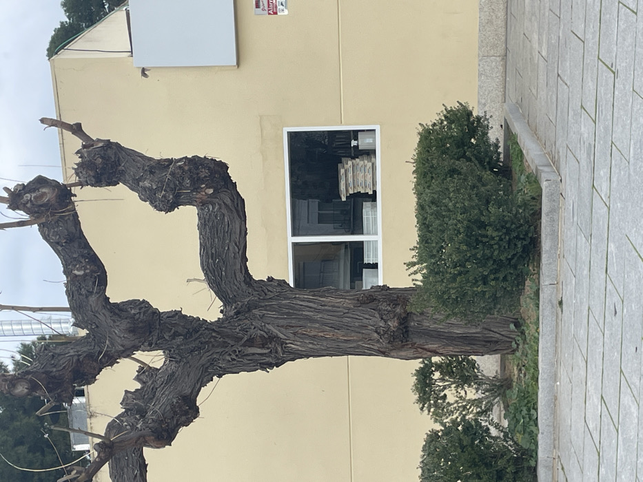 A wide-angle photograph, oriented vertically, captures an urban outdoor scene dominated by a large, mature tree with a thick, gnarled trunk and bare, twisted branches, suggesting late autumn or winter. The tree occupies the left and central portion of the frame.
Behind the tree, a building with a pale yellow or light beige facade is visible. On this wall, a rectangular window with white framing allows a glimpse into the interior, where objects, possibly stacked books or shelves, are discernable. Above the window, a plain white rectangular sign is mounted on the wall, and further up, a red alarm box with the word "Alarma" partially visible is attached near the building's roofline.
To the right of the tree and extending along the building's base, a dense, dark green evergreen shrub grows. Further to the right, a gray tiled or paved walkway with a raised stone curb runs along the right edge of the image, indicating a sidewalk or public thoroughfare. Patches of green ground cover are visible in planters near the base of the tree and shrub.
The sky in the upper left appears overcast, contributing to the soft, diffused lighting throughout the scene. No individuals or specific activities are present, giving the impression of a quiet, still moment. The architectural style and vegetation are consistent with a Mediterranean urban setting, such as Mérida, Spain.