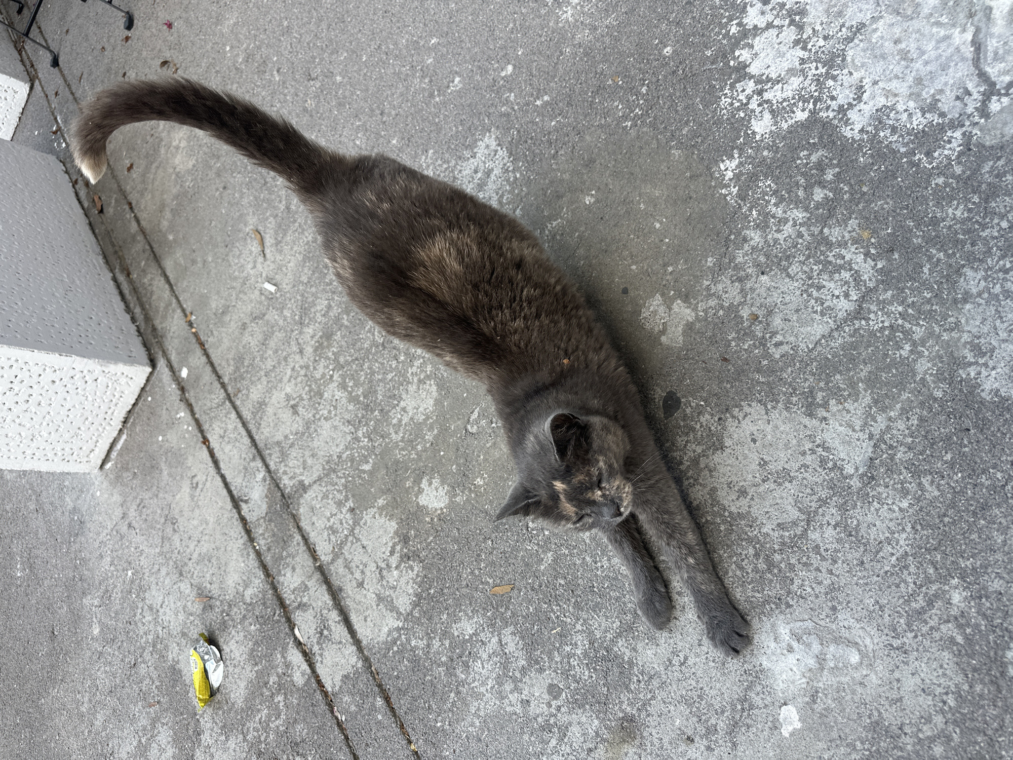 A tortoiseshell cat stretches on a concrete sidewalk in Budva, Montenegro. The cat is dark gray with patches of orange and black on its face and body. Its front legs are extended forward, and its back is arched. The tail is curved upwards. In the background, a white, textured structure is visible, possibly part of a building or a planter. There is also a crumpled yellow wrapper on the ground near the cat. The sidewalk is gray and appears worn, with some cracks and debris scattered on its surface. The lighting suggests it is daytime, with soft shadows.