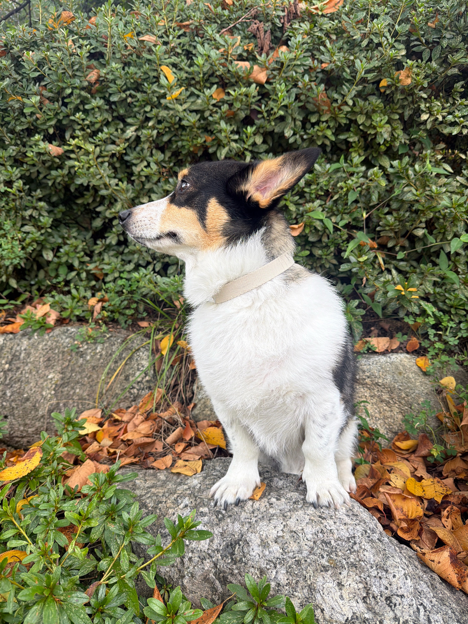 A tri-colored dog, possibly a Corgi mix, sits on a rock in front of a dense green hedge with scattered fallen leaves. The dog has white fur on its chest and front legs, with black and tan markings on its head and back. It is looking to the left, with its ears perked. The environment suggests an outdoor setting, likely a park or garden in Ansan, South Korea, given the presence of deciduous trees indicated by the fallen leaves. The time of year appears to be autumn due to the colorful foliage. The dog is wearing a simple, light-colored collar. The rocks are natural and appear to be part of a landscape feature.