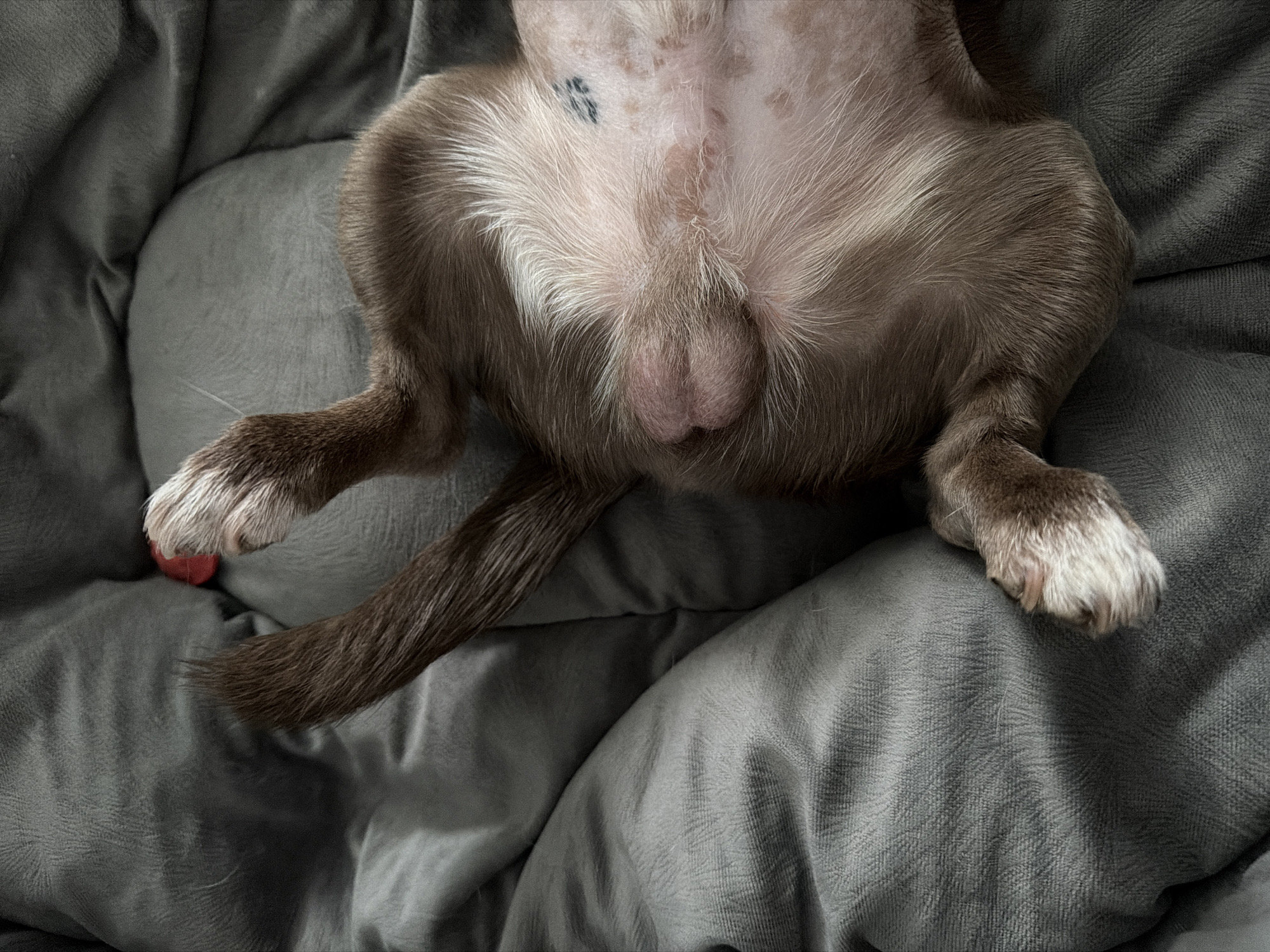 An unidentifiable male dog lays belly-up on a grey dog bed. The dog has brown fur on its legs and tail, and white fur on its paws. The dog's belly and chest are a lighter, creamy color. There is a small, black tattoo or marking on the dog's abdomen. The scene is indoors. There is no evidence to link the image to Votkinsk, Russia.