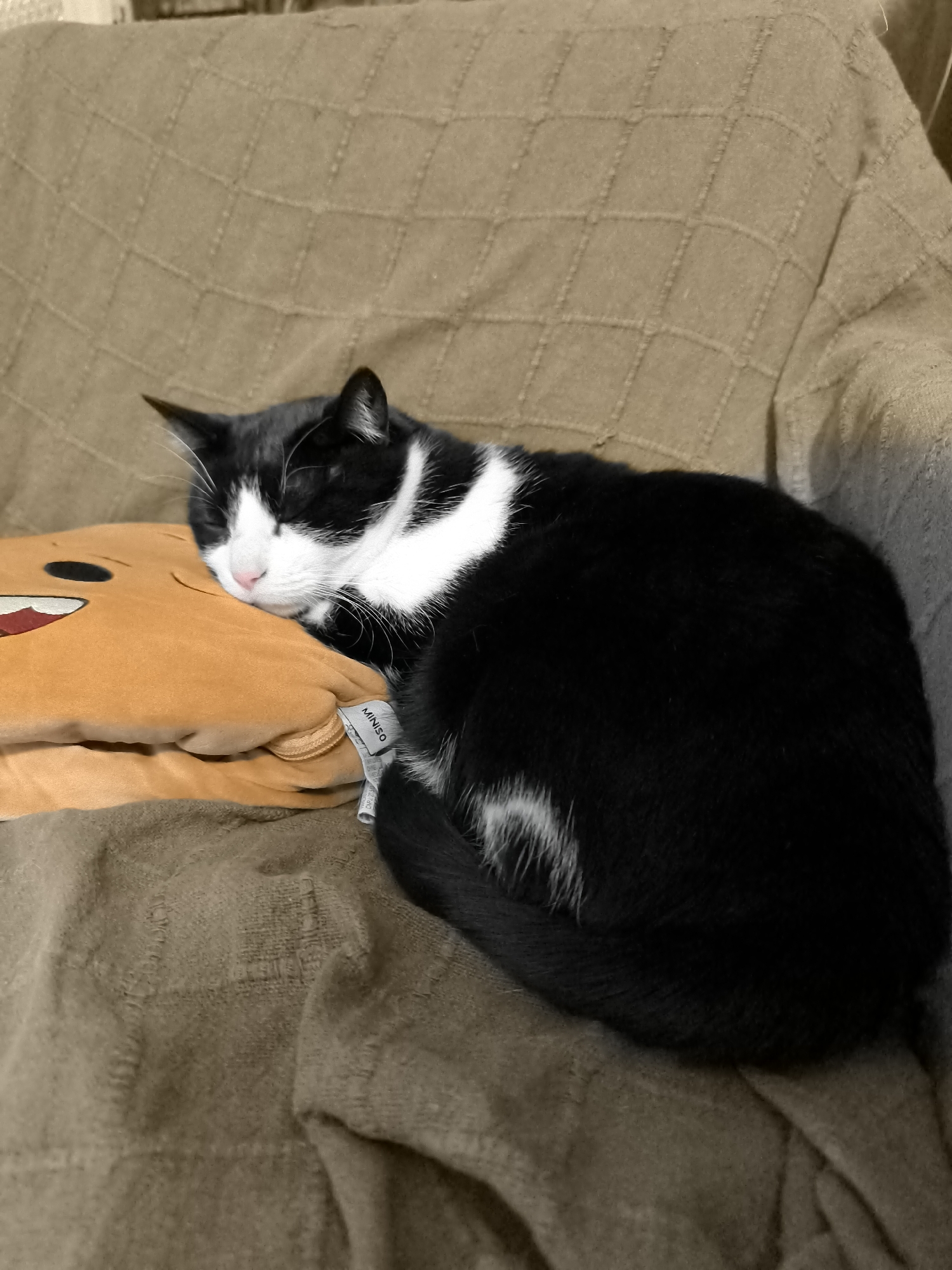A black and white cat is sleeping on an orange pillow on a brown upholstered chair or couch. The pillow has a cartoon face printed on it and a MINISO tag. The environment appears to be indoors. There is no evidence of the location being Burgas, Bulgaria.