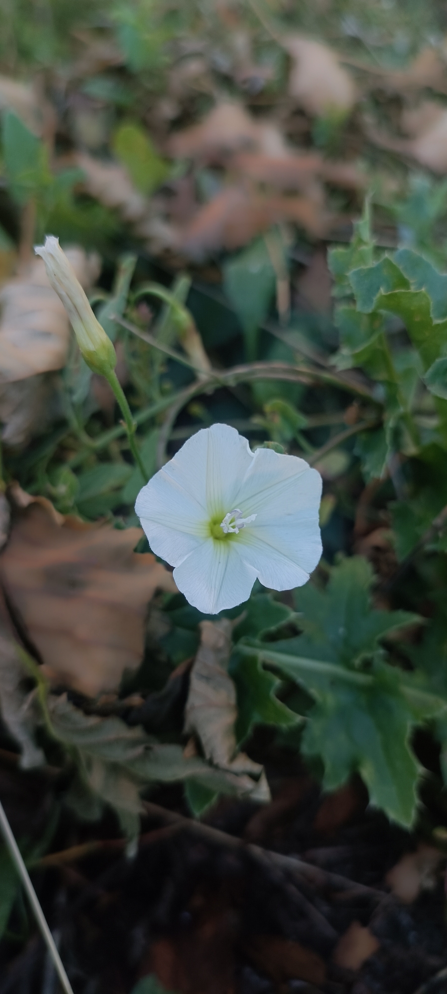 A white bindweed flower, partially unfurled, is in focus in the foreground of the image. The flower has five petals with delicate lines radiating from the center, which is a pale yellow-green. To the left of the flower, a closed bindweed bud stands upright, its green sepals visible. The background is a blur of green leaves, brown fallen leaves, and dark soil, suggesting a natural setting. The image appears to have been taken outdoors, possibly in a park or garden. There are no people visible in the image.