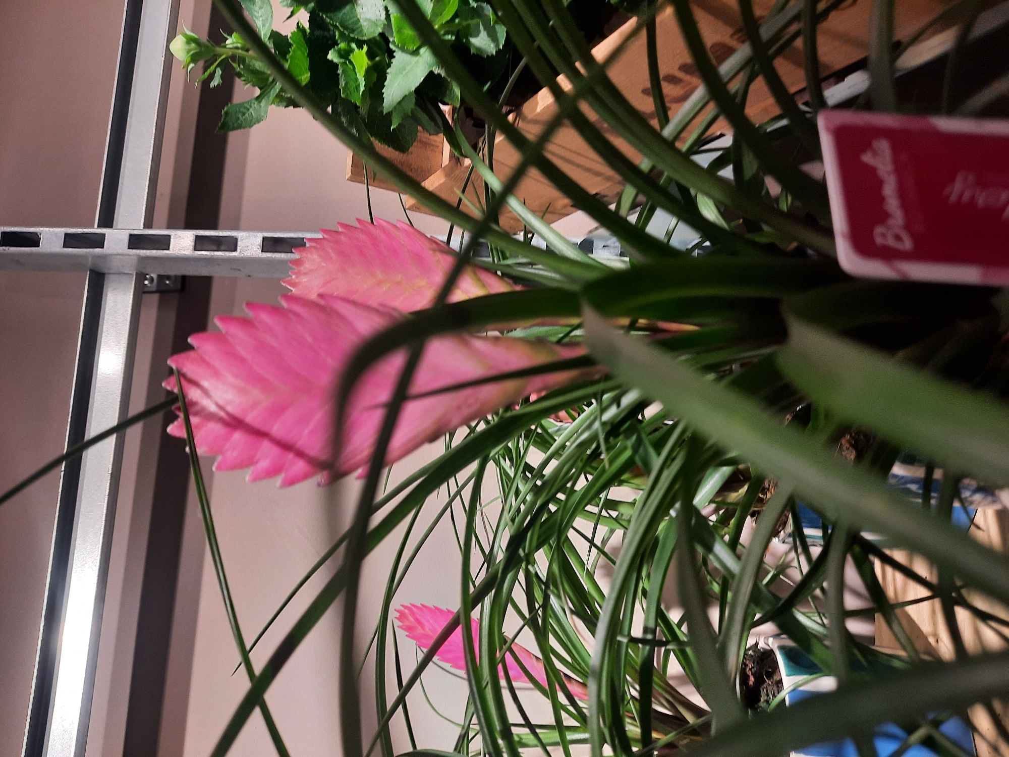 The image displays a close-up view of a pink bromeliad plant with long, green, spiky leaves. The plant is in focus, with its vibrant pink inflorescence prominently displayed. In the background, a wooden shelf is visible, along with parts of other plants and what appears to be a price tag that reads "Bromelia." The lighting suggests an indoor environment, possibly a store or greenhouse. There are no people visible in the image. The specific location in Rosenheim, Germany, cannot be determined from the visual information provided.