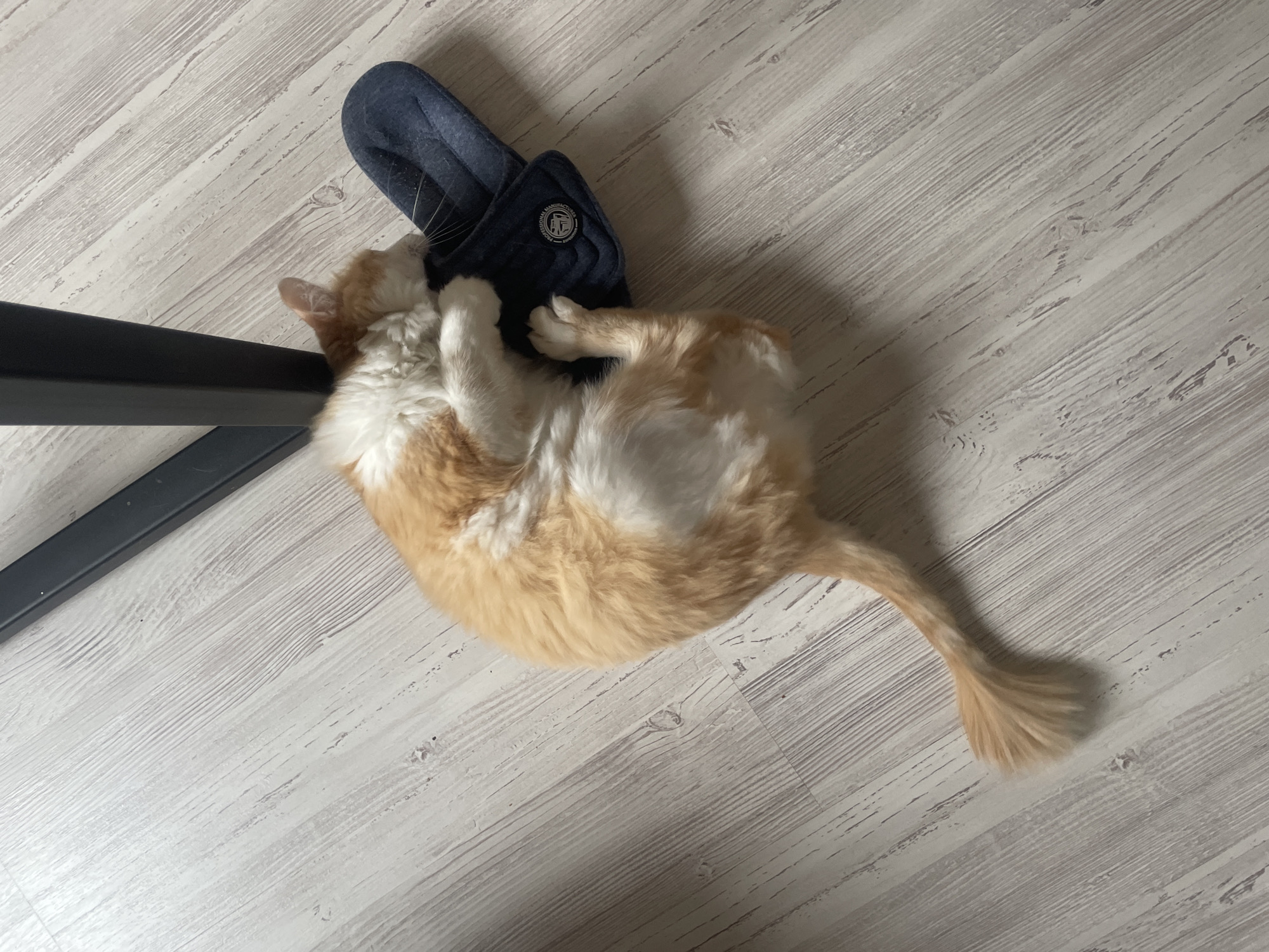 An orange and white cat is depicted lying on a light-colored wooden floor, interacting playfully with a dark blue slipper. The cat, exhibiting fluffy fur primarily in shades of orange, white, and cream, is positioned on its back or side with its front paws wrapped around the slipper. Its head is tucked into the slipper, suggesting a moment of comfort or engagement.
To the left of the cat, a black, rectangular object, likely a furniture leg, is partially visible. The floor features light-toned wooden planks with discernible grain and texture.
On the dark blue slipper, a circular label or patch is present. The text "PROFESSIONAL MANUFACTURERS" is partially legible around the upper curve of this patch. Below this text, a logo or emblem appears, possibly featuring stylized letters such as "AE" or "AF", but the finer details are not entirely clear.
The image captures an indoor scene, likely during daylight hours given the ambient lighting, though no specific time of day or weather is indicated. The cat appears relaxed and content, perhaps in the midst of a playful interaction with the slipper.