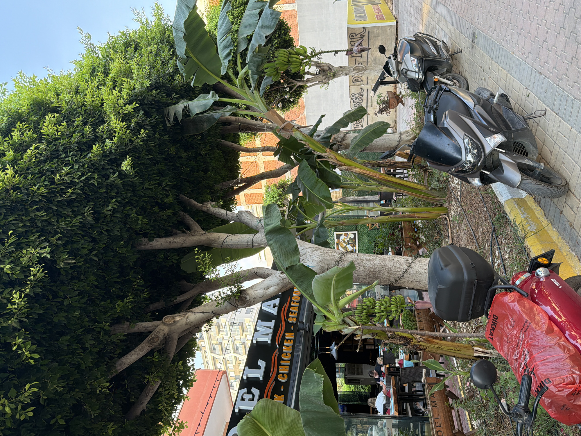 The image captures a street scene in Alanya, Turkey, with a restaurant sign for "DEL MAR" visible. The restaurant offers "FISH - CHICKEN - SEAFOOD". Several banana trees with bunches of green bananas are present, along with a large leafy tree providing shade. Two scooters are parked on the sidewalk; one is red and covered with a red plastic bag, while the other is grey. People are seated at tables outside the restaurant, suggesting a dining area. The background shows buildings and a brick wall with graffiti. The overall setting is an outdoor public space, likely a street or promenade in Alanya.