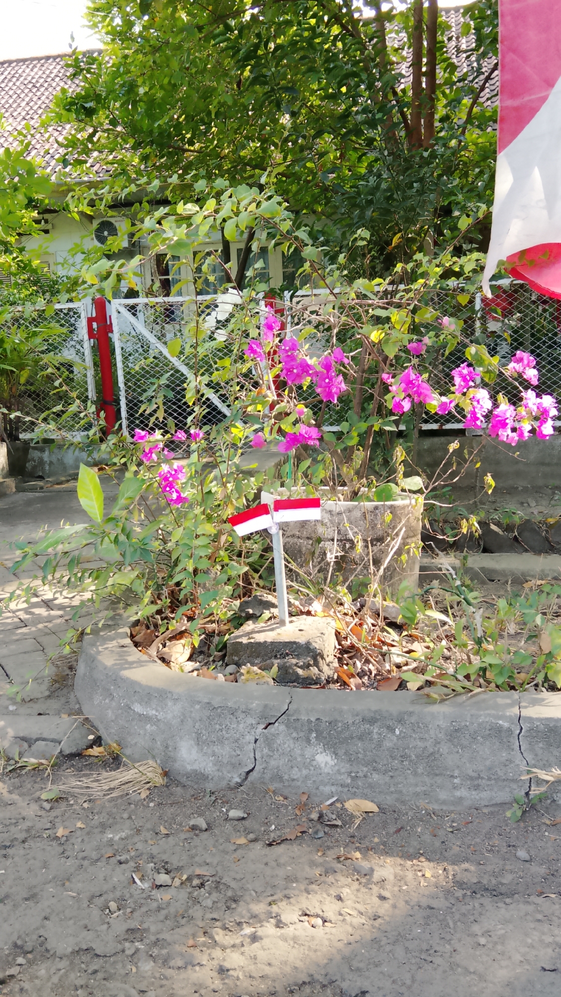 In the city of Tlogobendung, Indonesia, a scene unfolds with a small, weathered planter in the foreground. It contains a vibrant bougainvillea plant, its magenta blossoms reaching outwards. Two miniature Indonesian flags, red and white, stand planted in the soil, their colors a stark contrast against the surrounding greenery. The planter itself sits within a cracked concrete curb, bordering a patch of dirt and scattered leaves. Behind the planter, a chain-link fence, accented with red posts, separates the area from a white building with a tiled roof, partially obscured by lush foliage. An air conditioning unit is visible on the building's exterior. A large red and white flag is draped on the right side of the image, its lower edge out of frame. The ground is a mixture of soil and small stones, with dry grass peeking through. The lighting suggests a bright, sunny day.