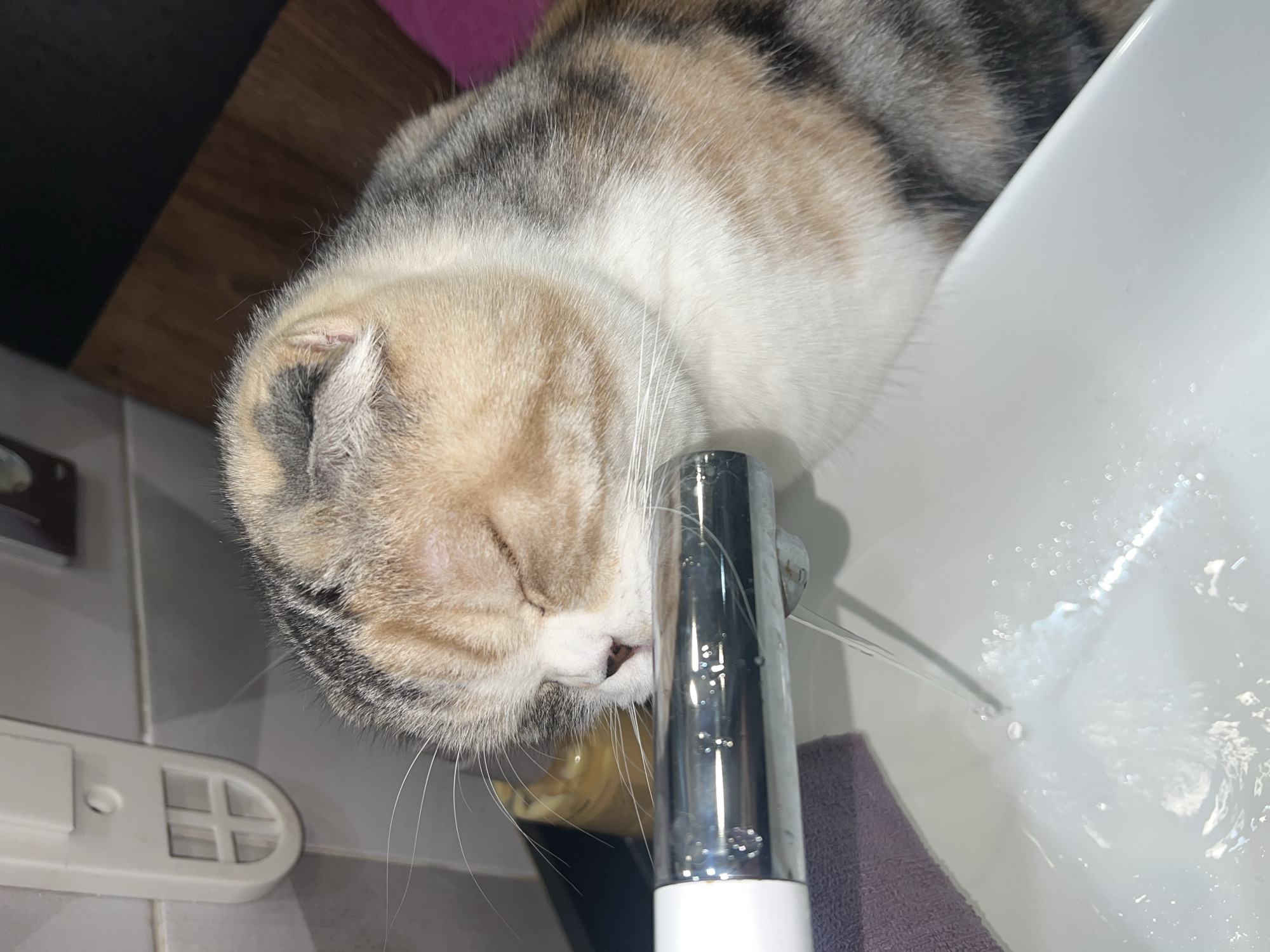 A close-up, high-angle indoor shot shows a Scottish Fold cat drinking from a running tap in a white sink. The cat, with multi-colored fur (white, gray, and tan), has its face close to the tap. Water is running from the tap into the sink. A purple cloth is partially visible near the base of the tap. A white electrical outlet cover is visible on the lower left. The background includes a brown wooden surface and a light gray tiled wall.