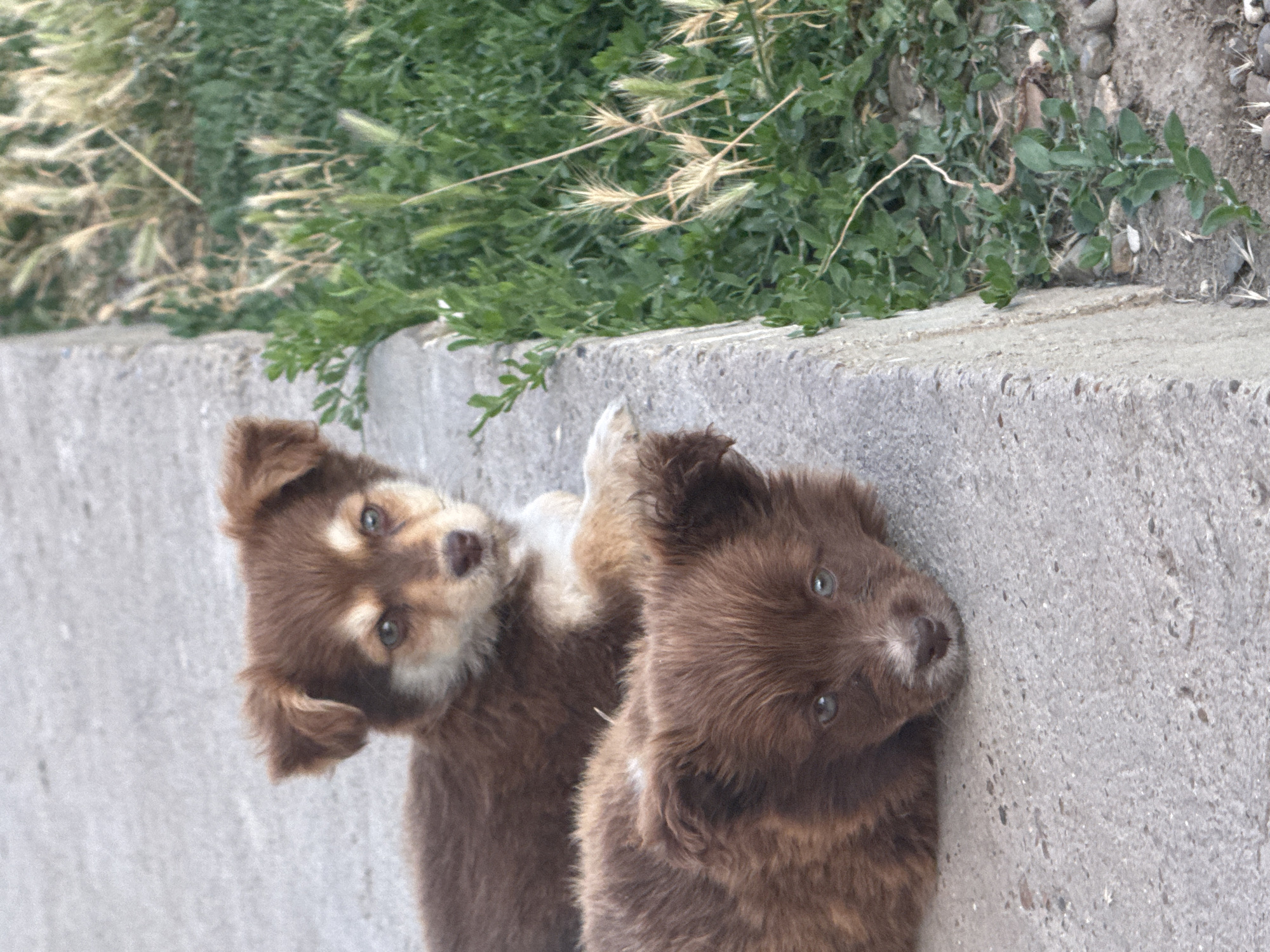 Two brown puppies are lying on a concrete surface near a patch of green grass and weeds. The puppy in the foreground is looking directly at the camera, while the puppy behind it is looking slightly to the right. The scene appears to be outdoors. There is no indication of the city of Butor, Moldova in the image.